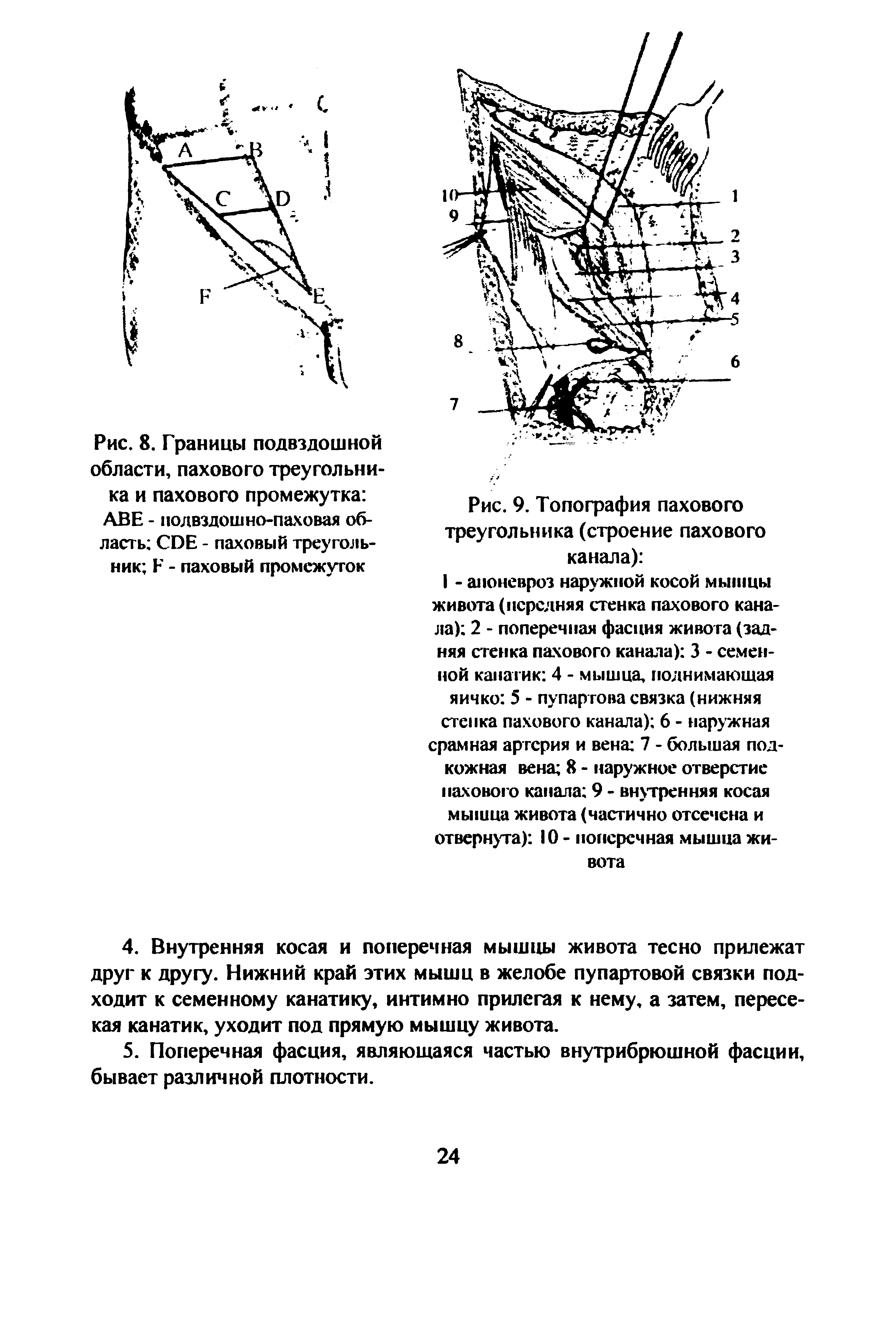 Рис. 9. Топография пахового треугольника (строение пахового канала) ...