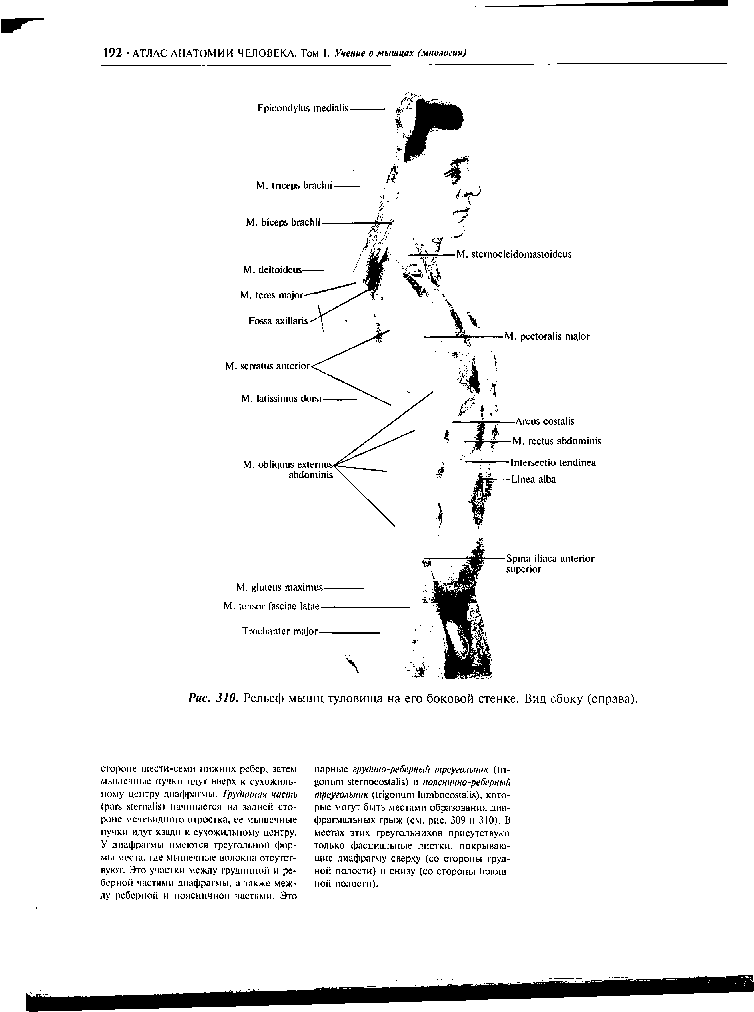 Рис. 310. Рельеф мышц туловища на его боковой стенке. Вид сбоку (справа).