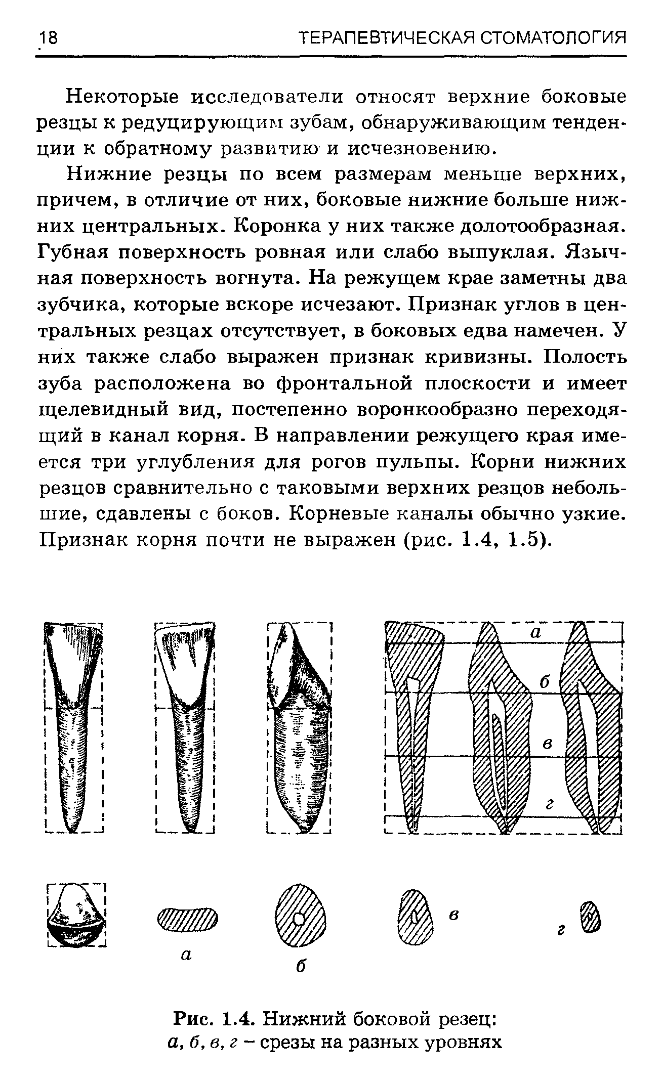 Рис. 1.4. Нижний боковой резец а, б,в,г- срезы на разных уровнях...