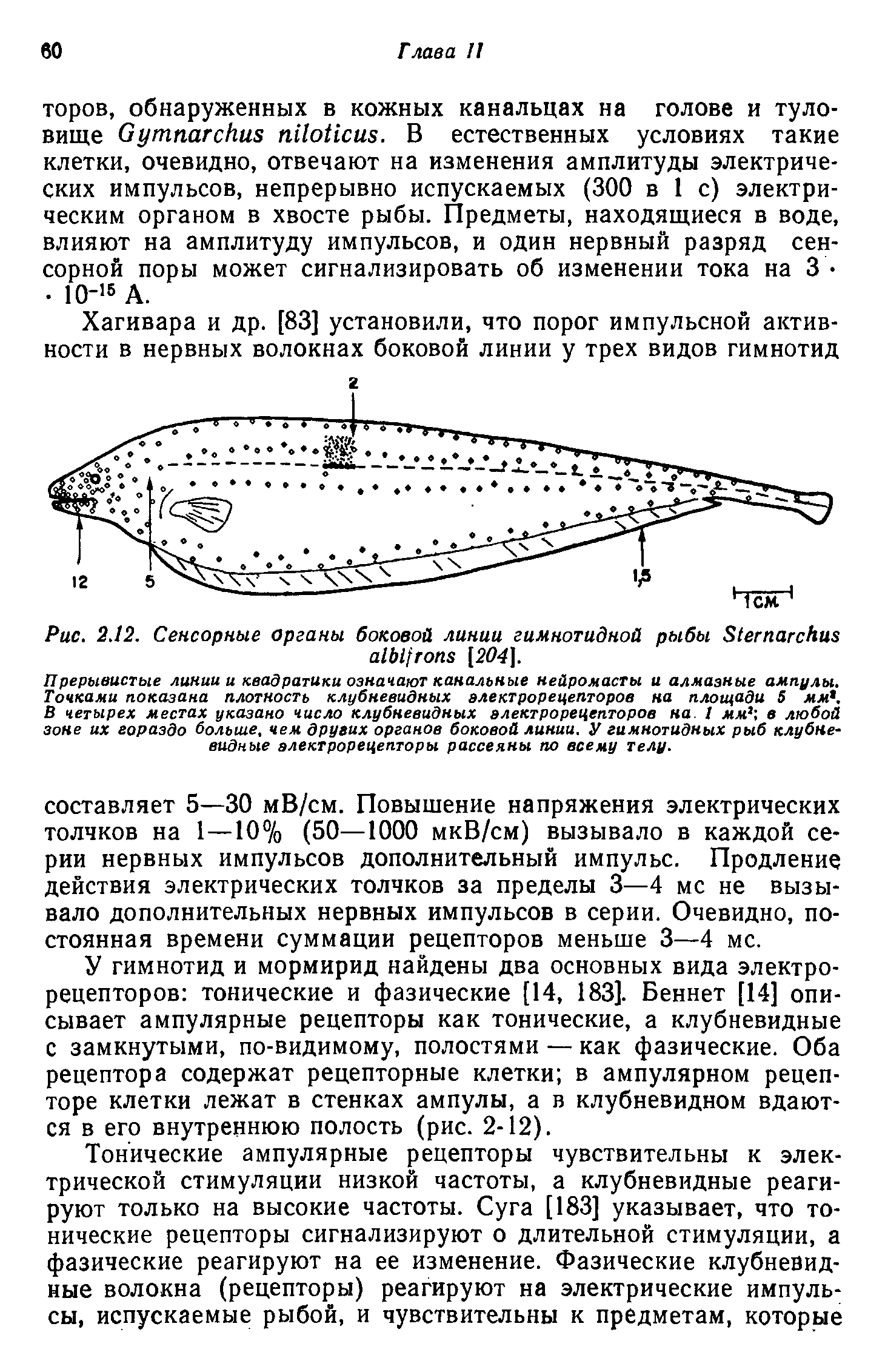 Рис. 2.12. Сенсорные органы боковой линии гимнотидной рыбы 81егпагскиз а1ЬЦгопз ]204].