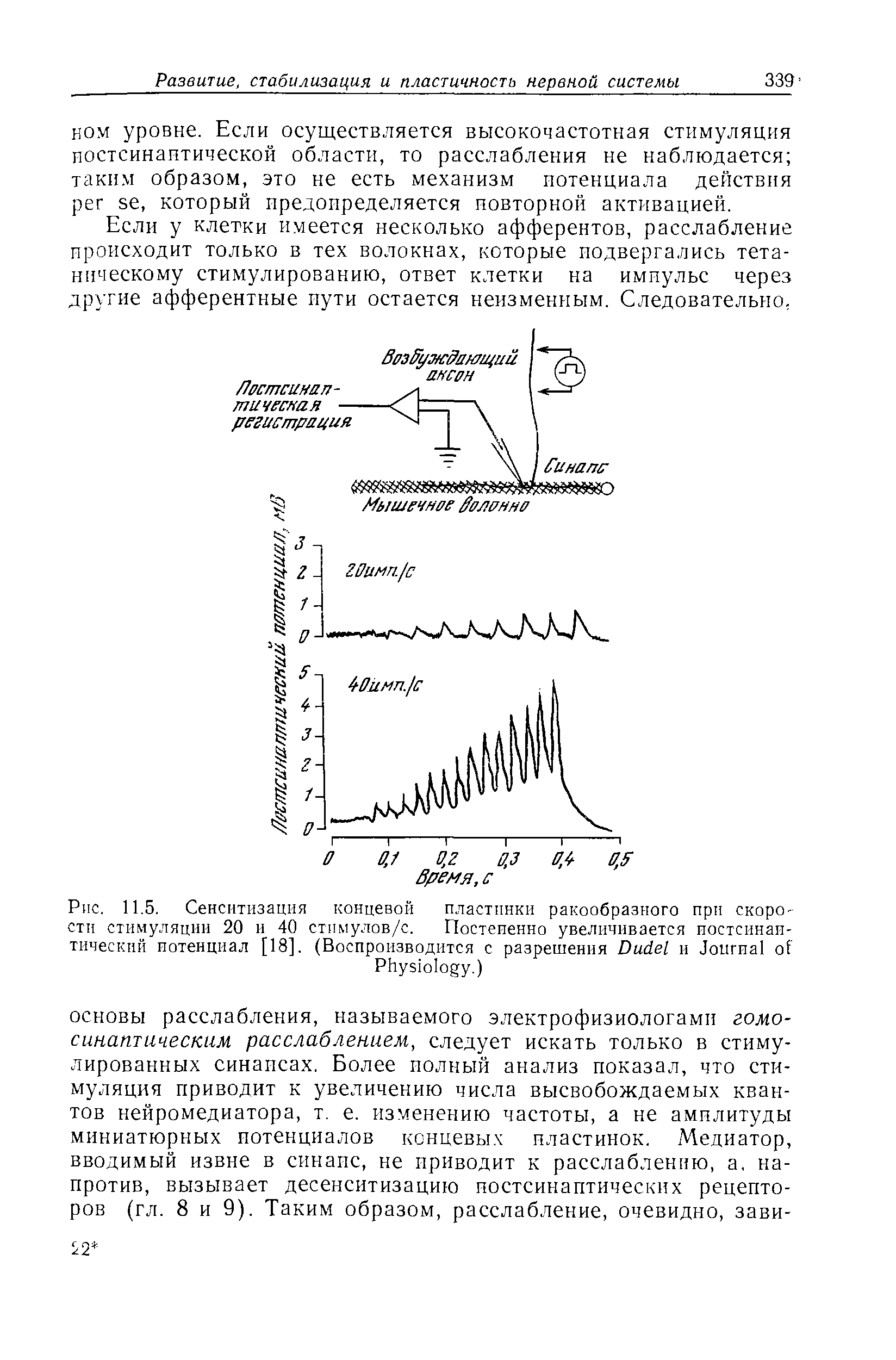 Рис. 11.5. Сенситизация концевой пластинки ракообразного при скорости стимуляции 20 и 40 стимулов/с. Постепенно увеличивается постсинаптический потенциал [18]. (Воспроизводится с разрешения D и J P .)...