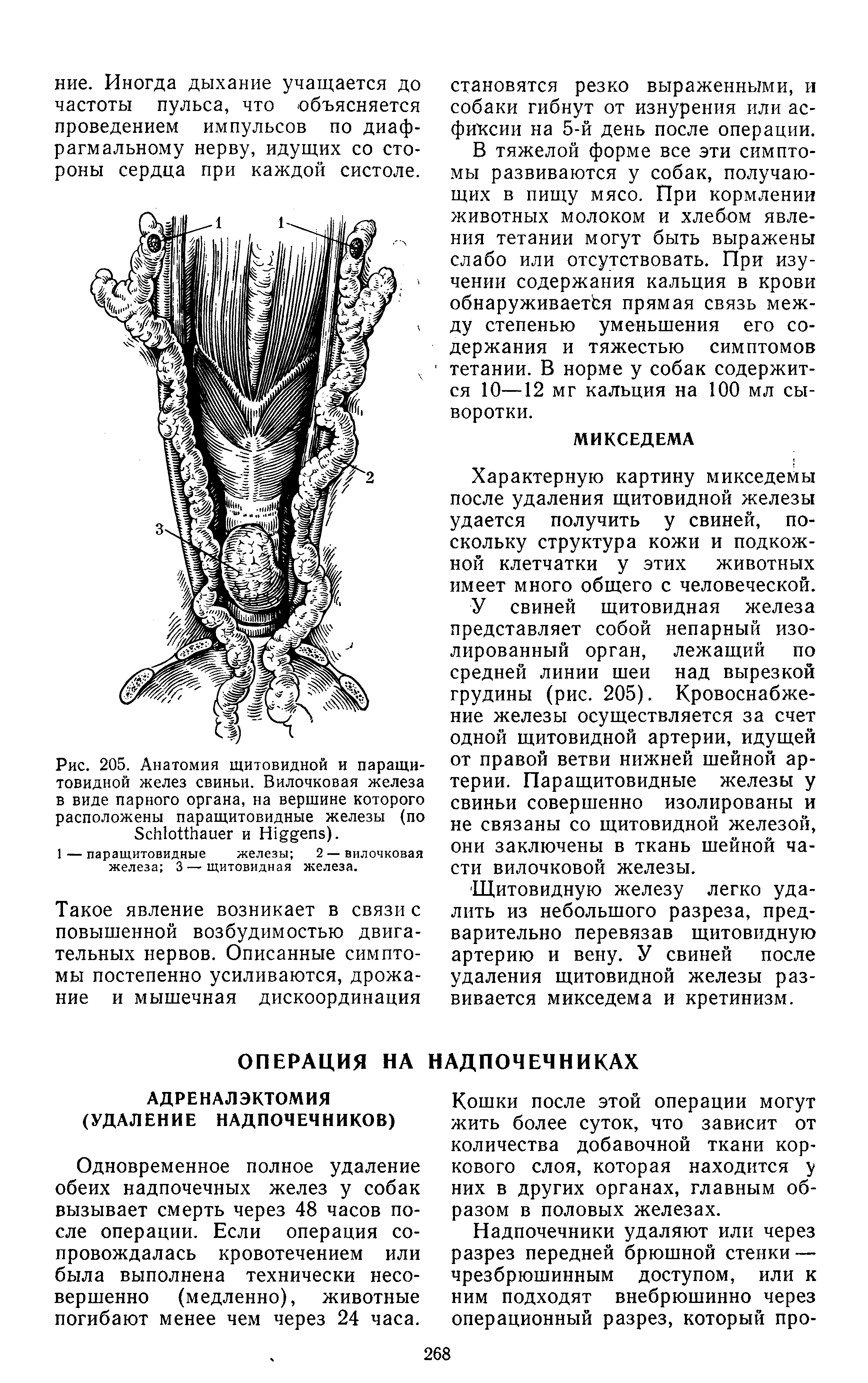 Рис. 205. Анатомия щитовидной и паращитовидной желез свиньи. Вилочковая железа в виде парного органа, на вершине которого расположены паращитовидные железы (по S и H ).