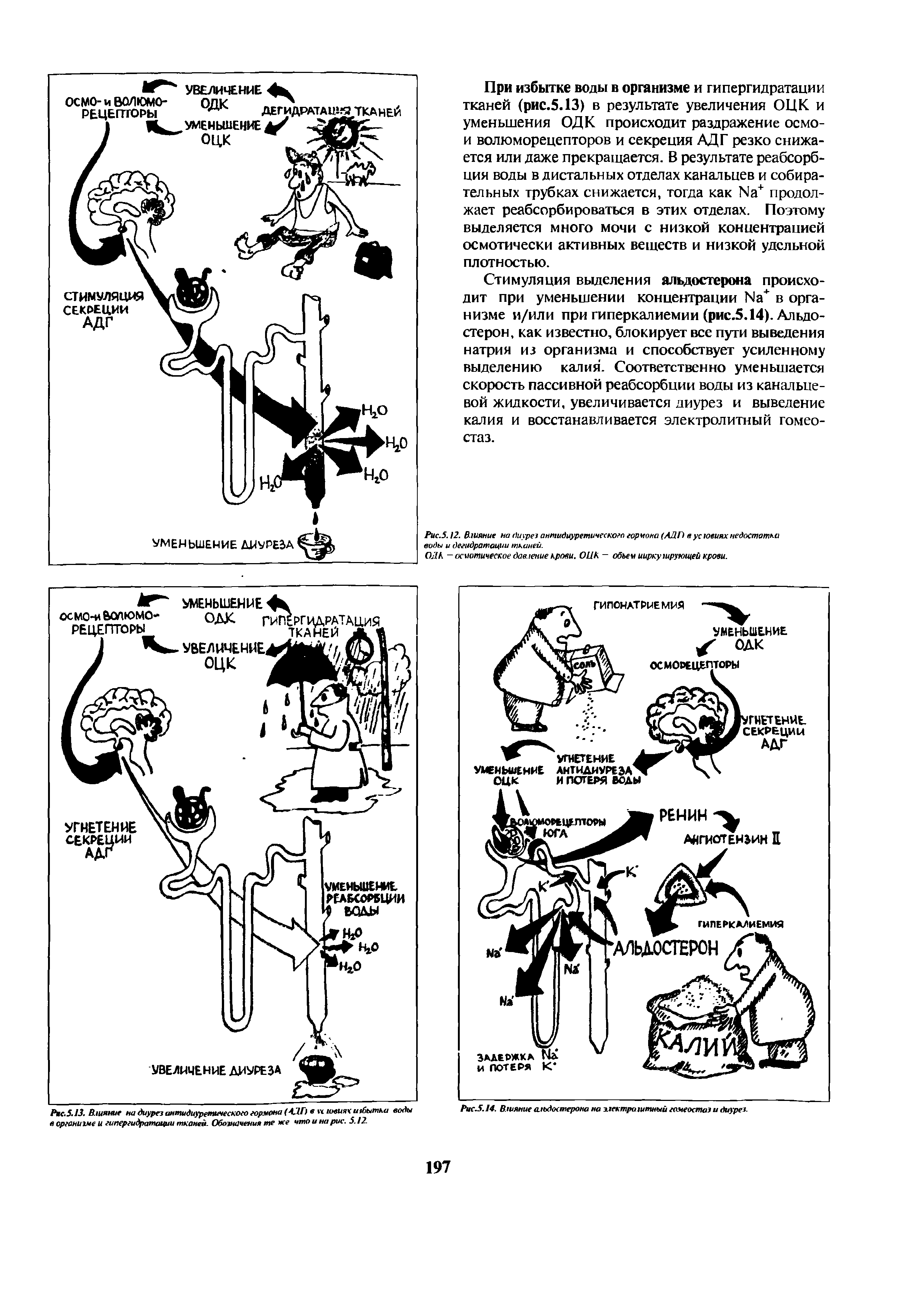 Рис. 5.13. Влияние на диурез антидиуретического гормона (АДГ) в п ювиях избытка воды в организме и гипергидратации тканей. Обозначения те нее что и на рис. 5.12.