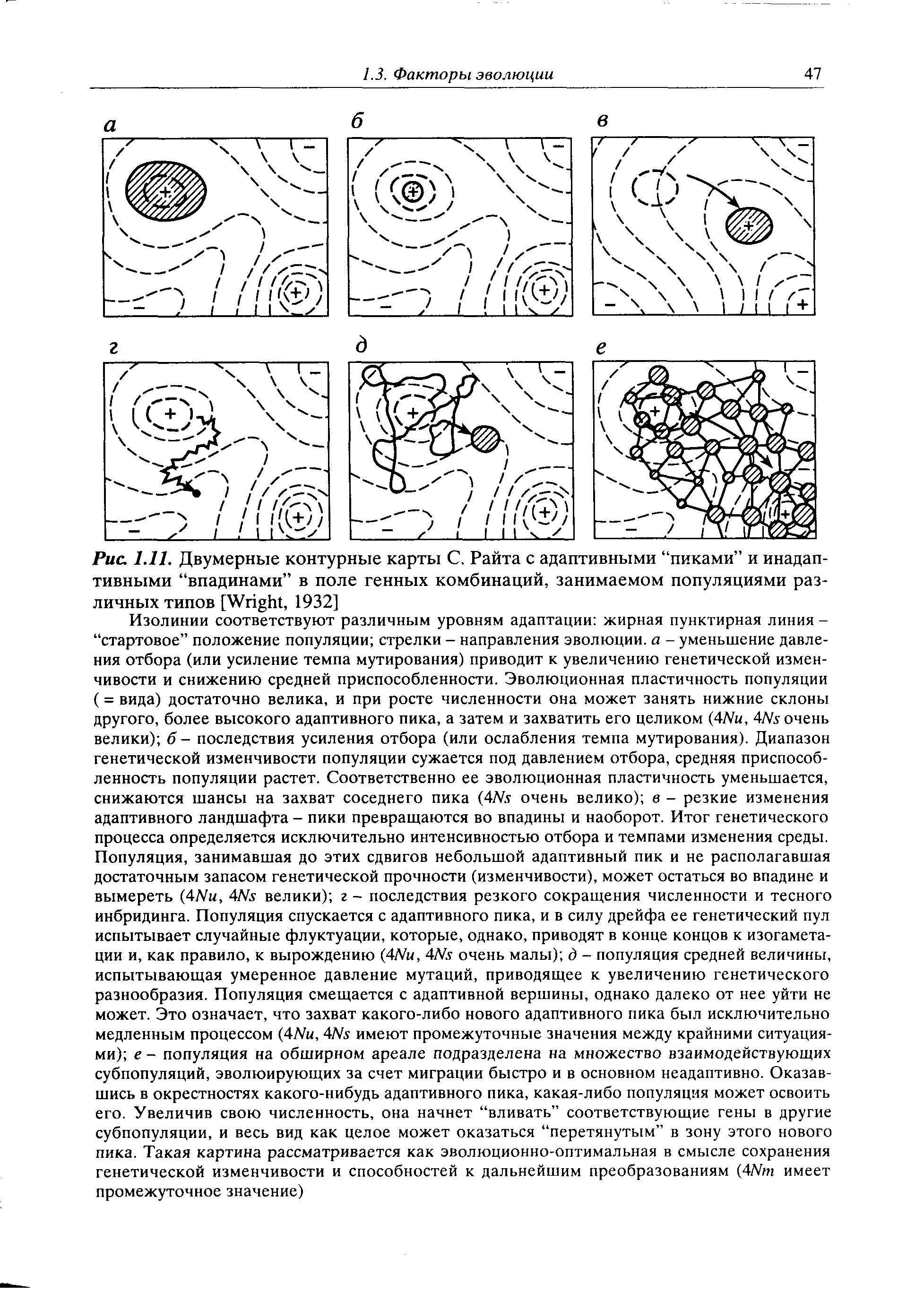 Рис. 1.11. Двумерные контурные карты С. Райта с адаптивными пиками и инадап-тивными впадинами в поле генных комбинаций, занимаемом популяциями различных типов [W , 1932]...