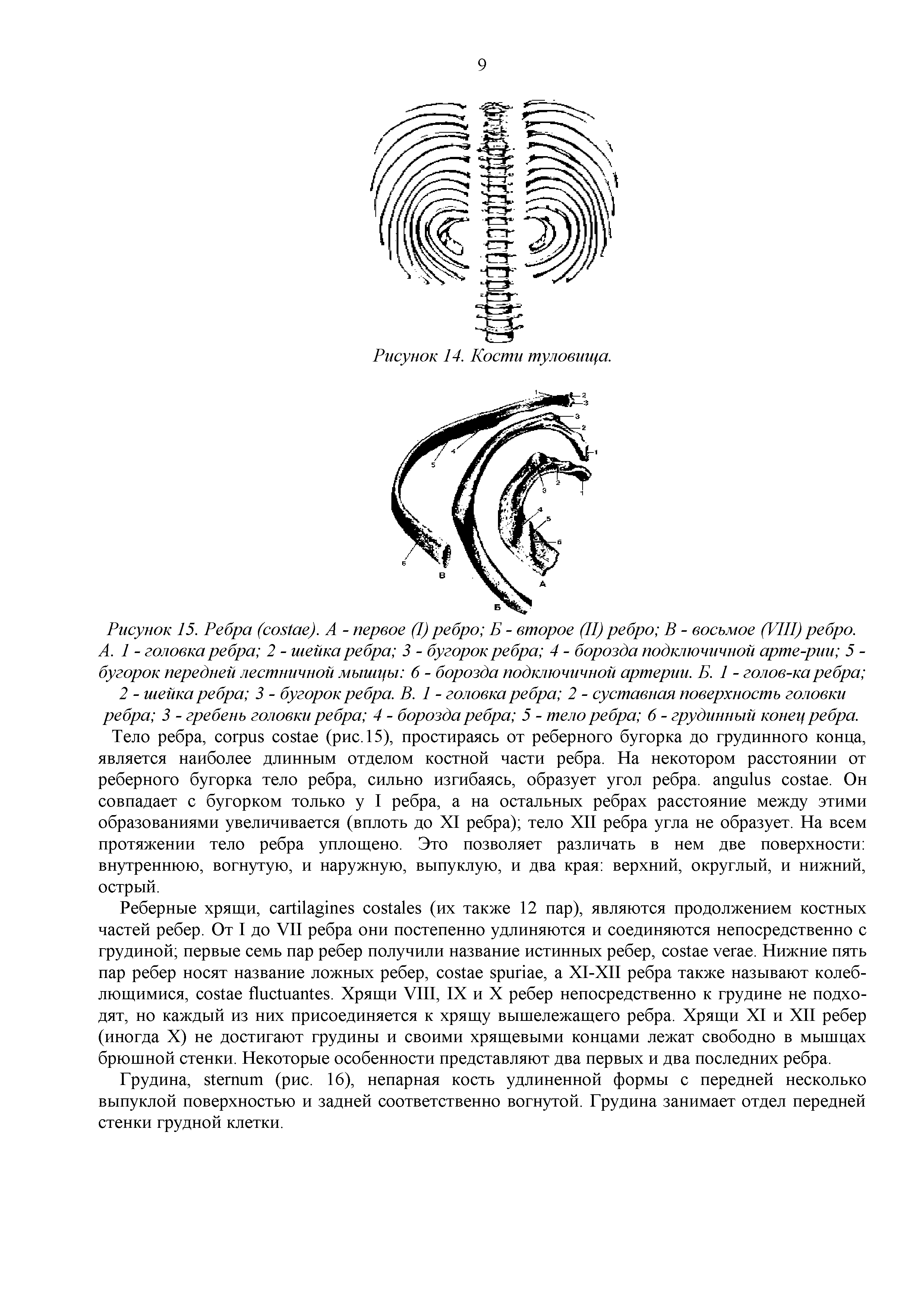 Рисунок 15. Ребра ( ). А - первое (I) ребро Б - второе (II) ребро В - восьмое (VIII) ребро. А. 1 - головка ребра 2 - шейка ребра 3 - бугорок ребра 4 - борозда подключичной арте-рии 5 -бугорок передней лестничной мышцы 6 - борозда подключичной артерии. Б. 1 - голов-каребра ...