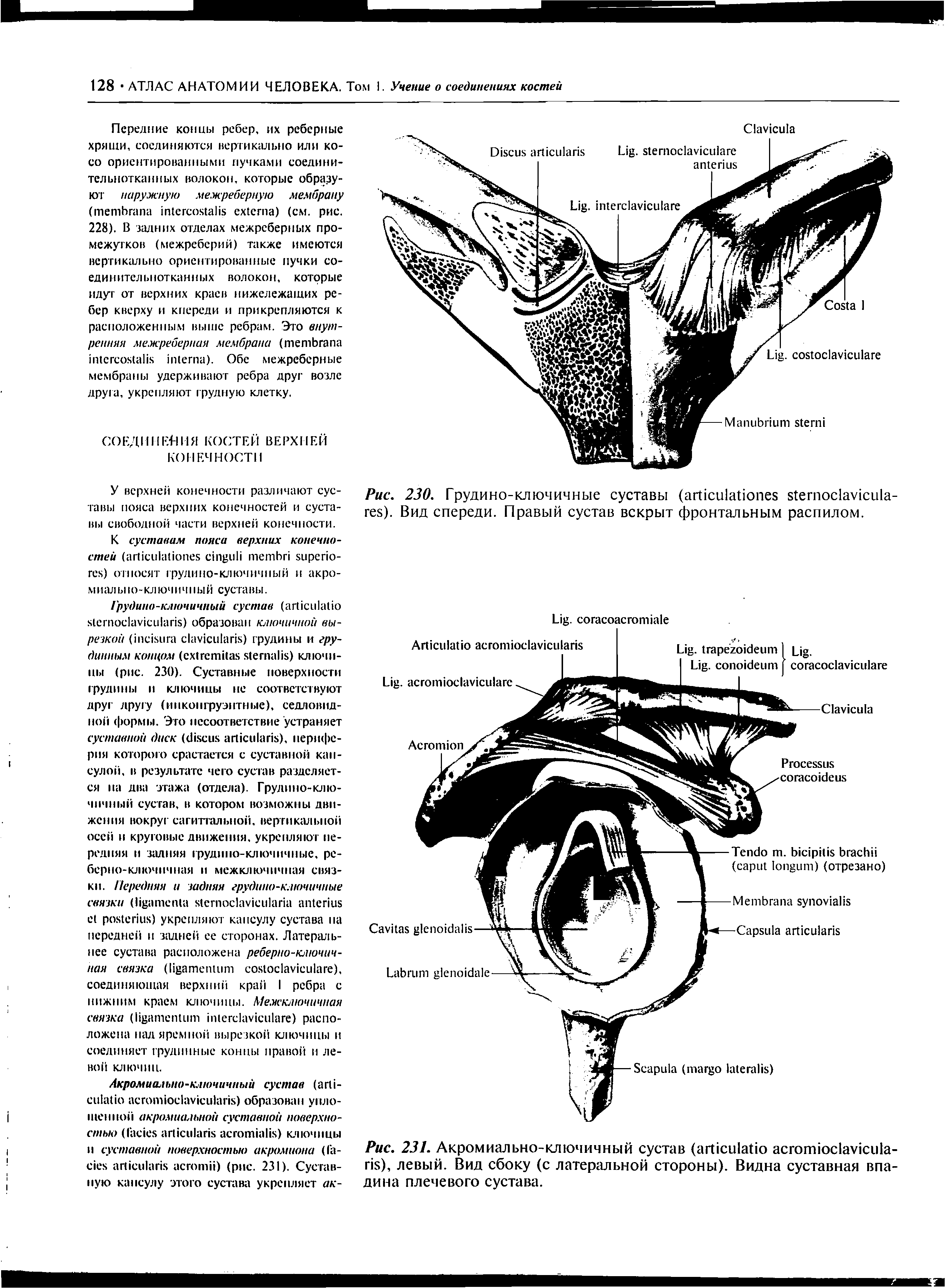 Рис. 231. Акромиально-ключичный сустав (агйси1айо асготюс1ау1си1а-т), левый. Вид сбоку (с латеральной стороны). Видна суставная впадина плечевого сустава.