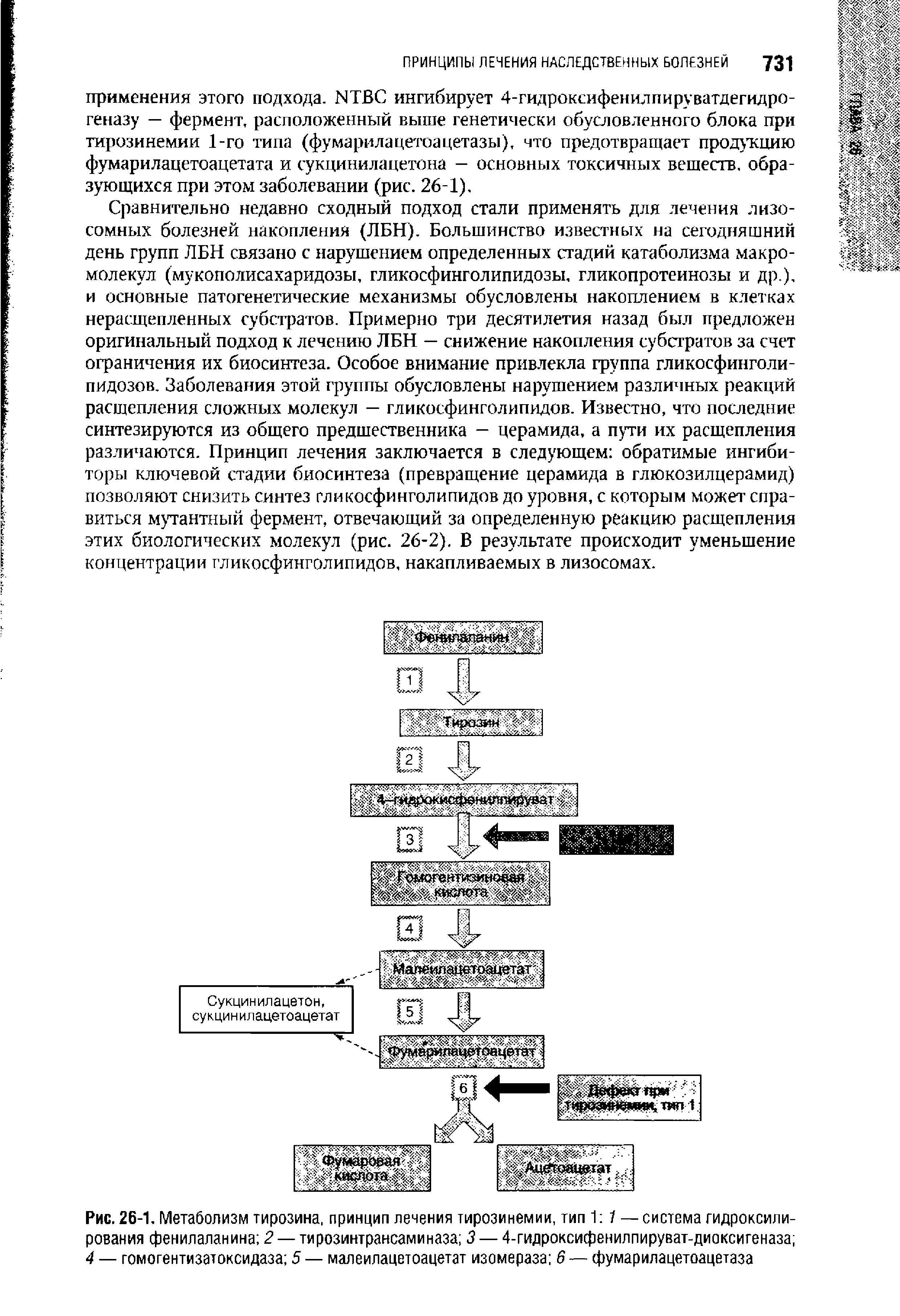 Рис. 26-1. Метаболизм тирозина, принцип лечения тирозинемии, тип 1 1 — система гидроксилирования фенилаланина 2 — тирозинтрансаминаза <3 — 4-гидроксифенилпируват-диоксигеназа 4 — гомогентизатоксидаза 5 — малеилацетоацетат изомераза 6 — фумарилацетоацетаза...