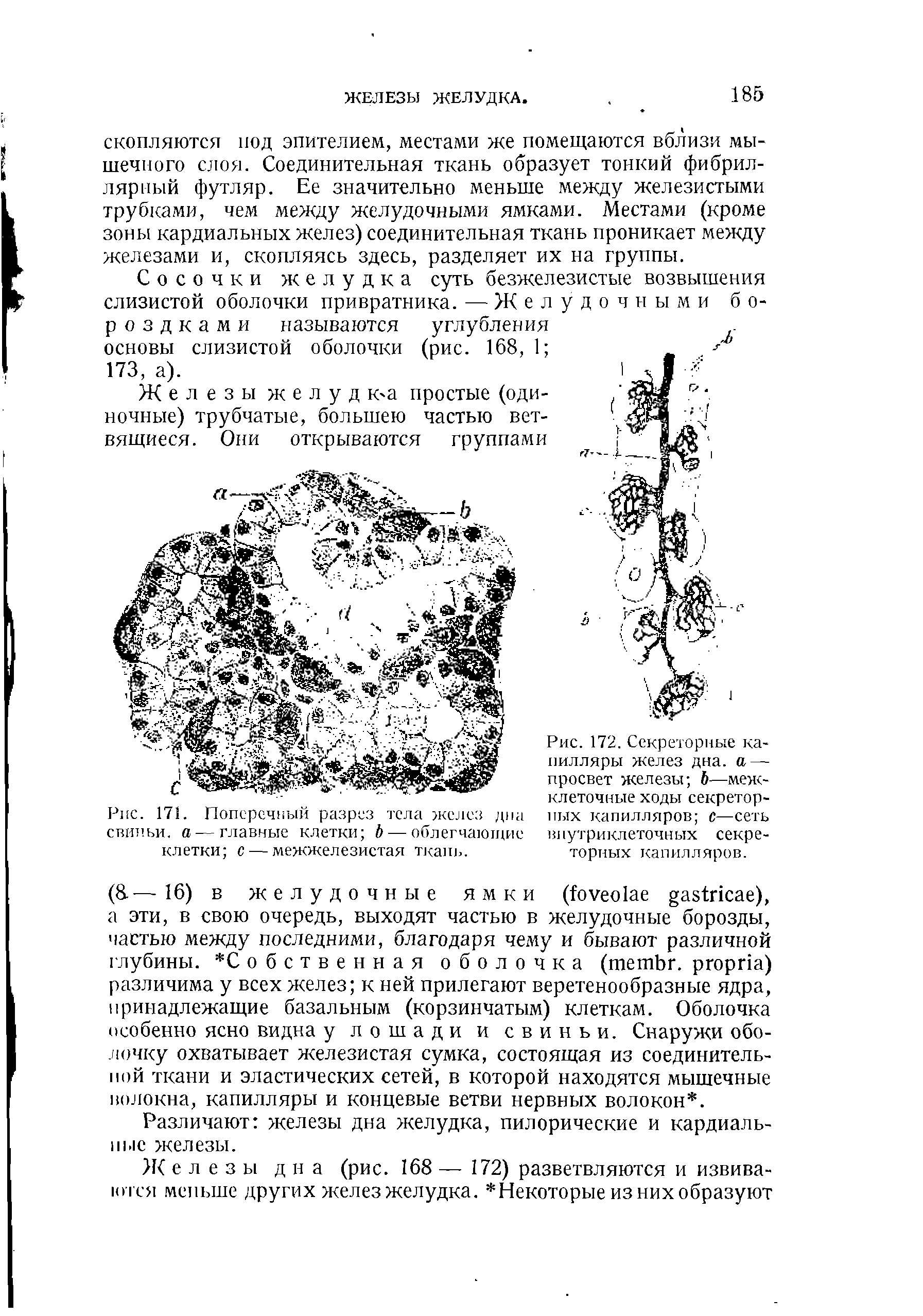 Рис. 172. Секреторные капилляры желез дна. а — просвет железы Ь—межклеточные ходы секреторных капилляров с—сеть внутриклеточных секреторных капилляров.