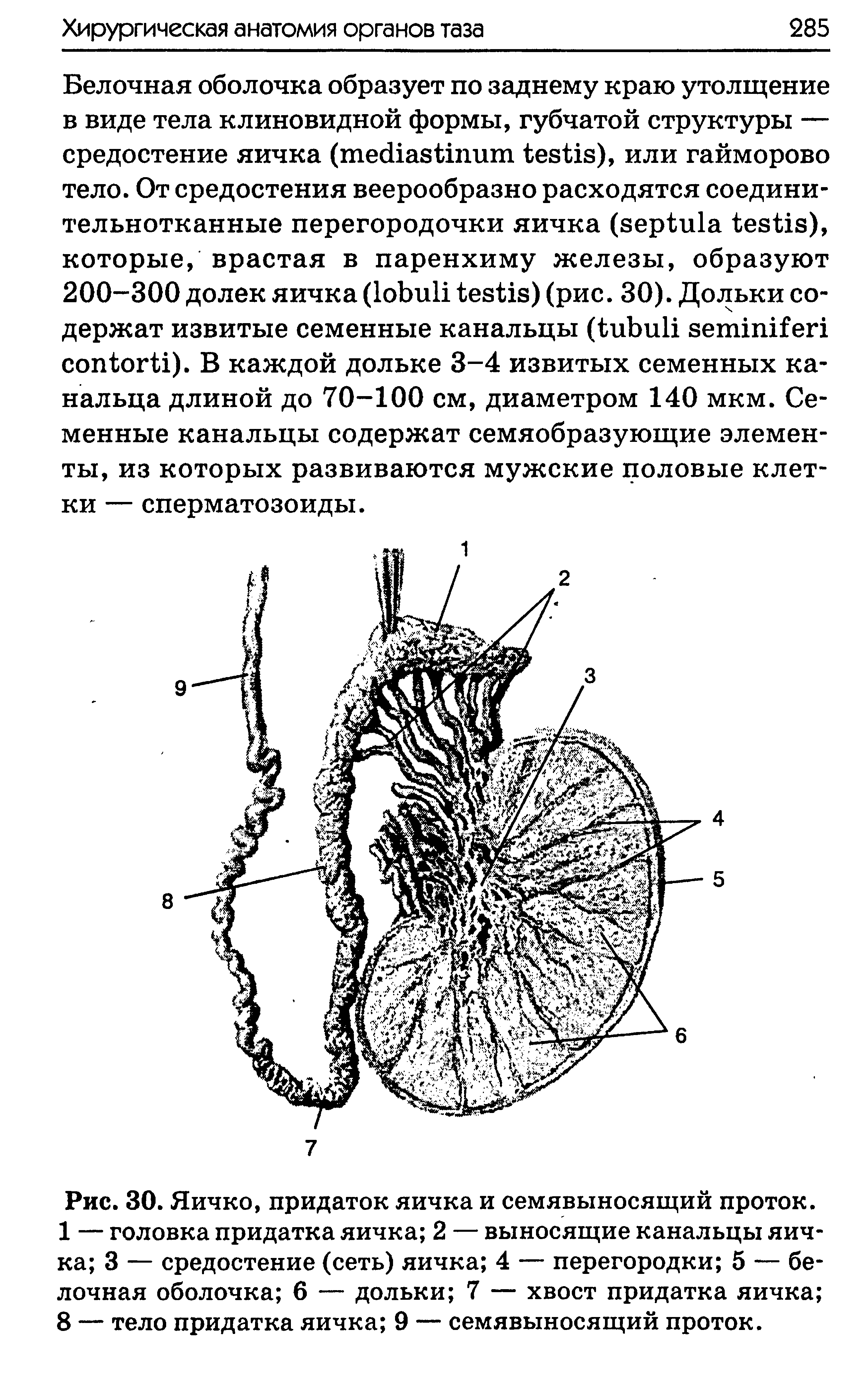 Рис. 30. Яичко, придаток яичка и семявыносящий проток. 1 — головка придатка яичка 2 — выносящие канальцы яичка 3 — средостение (сеть) яичка 4 — перегородки 5 — белочная оболочка 6 — дольки 7 — хвост придатка яичка 8 — тело придатка яичка 9 — семявыносящий проток.