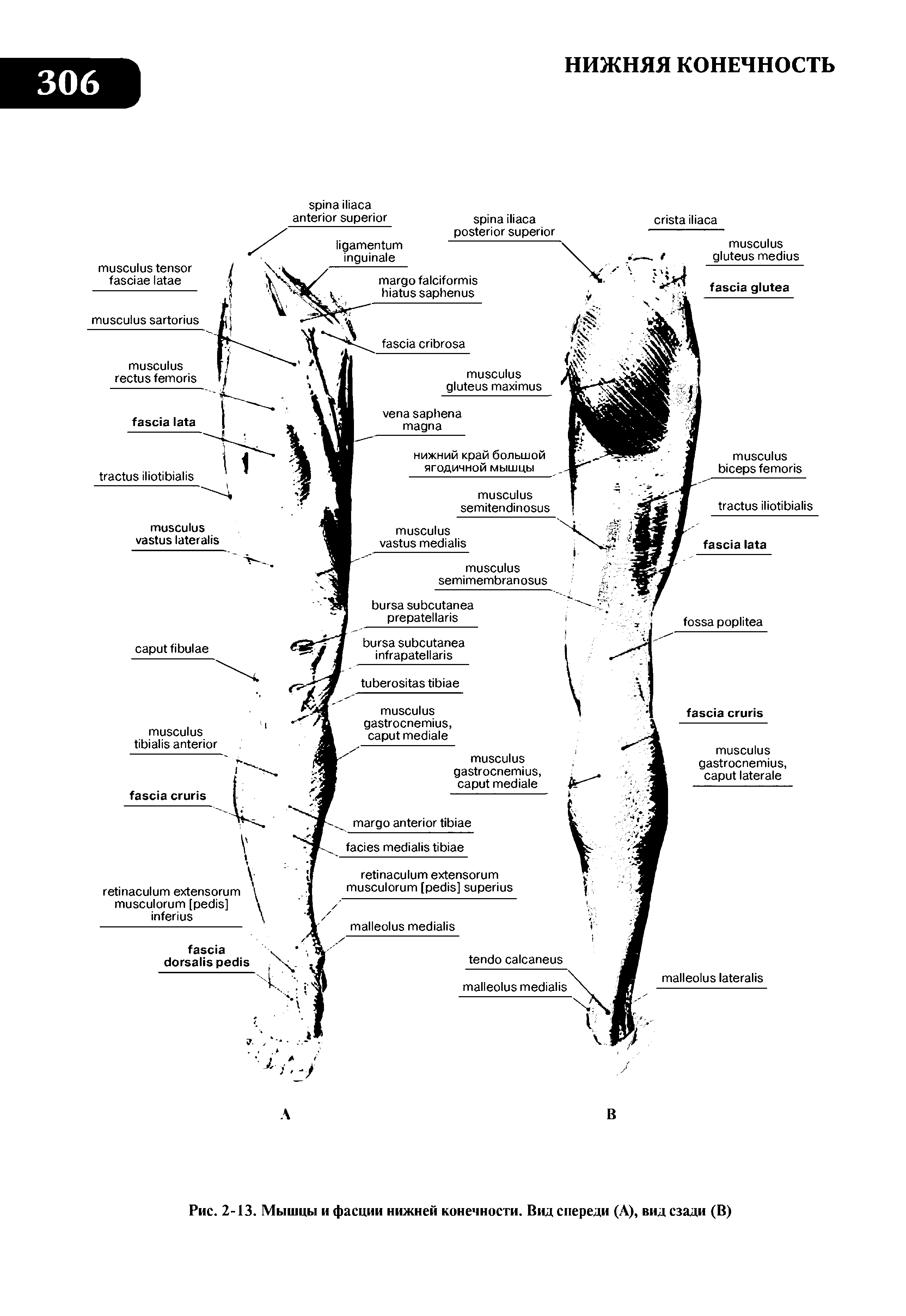 Рис. 2-13. Мышцы и фасции нижней конечности. Вид спереди (А), вид сзади (В)...