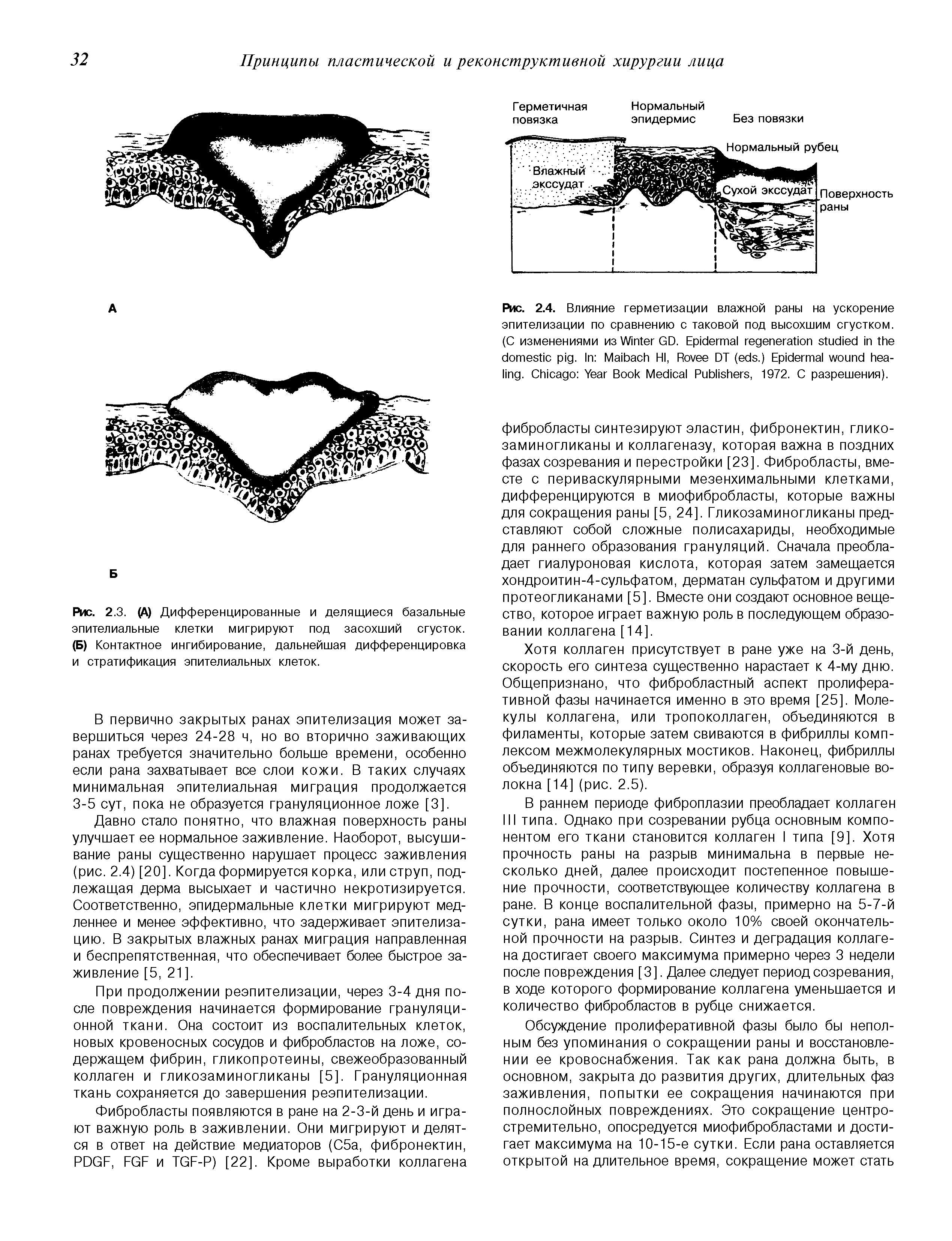 Рис. 2.3. (А) Дифференцированные и делящиеся базальные эпителиальные клетки мигрируют под засохший сгусток. (Б) Контактное ингибирование, дальнейшая дифференцировка и стратификация эпителиальных клеток.