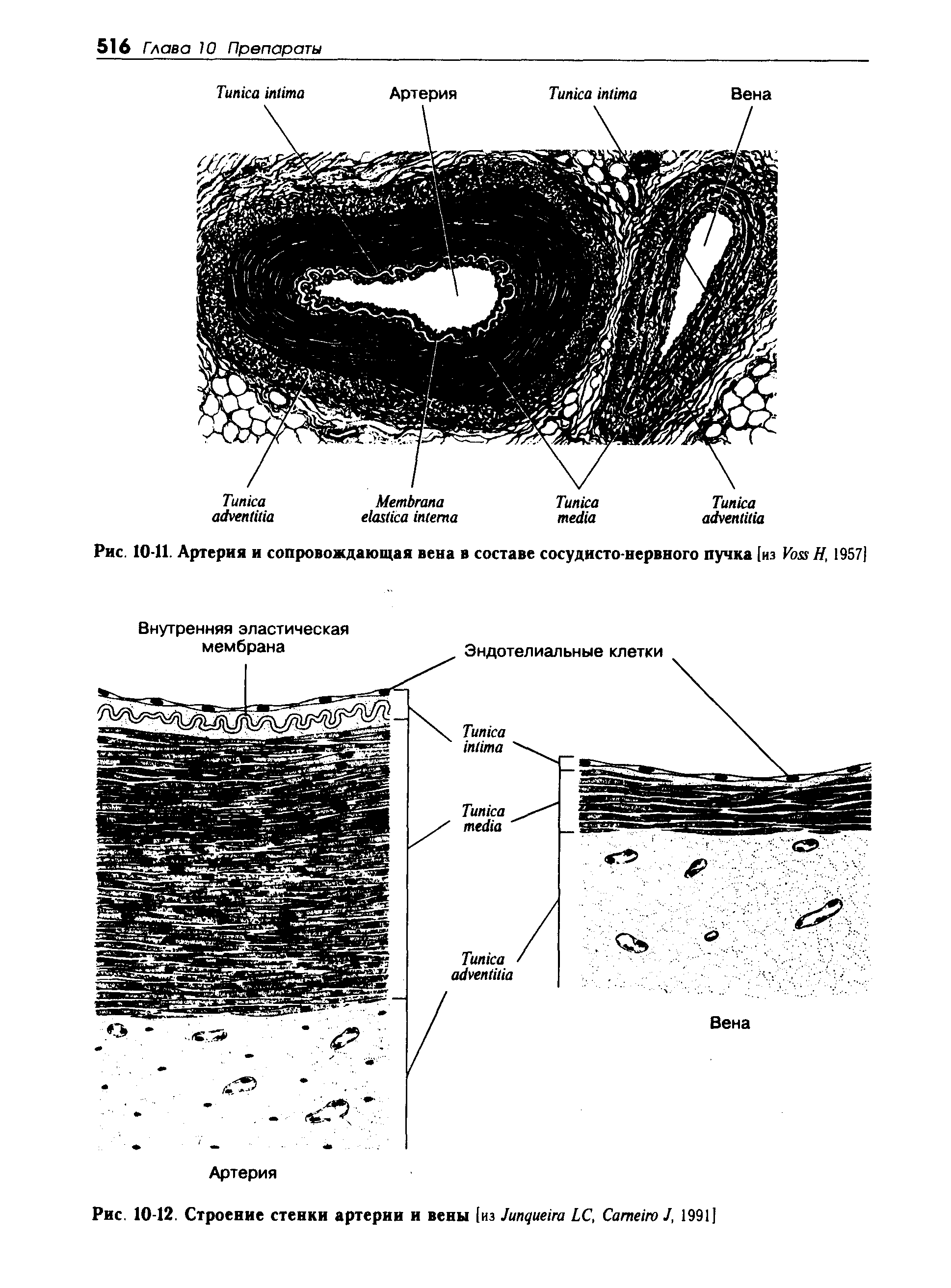 Рис. 10-12. Строение стенки артерии и вены [из J LC, C J, 1991]...