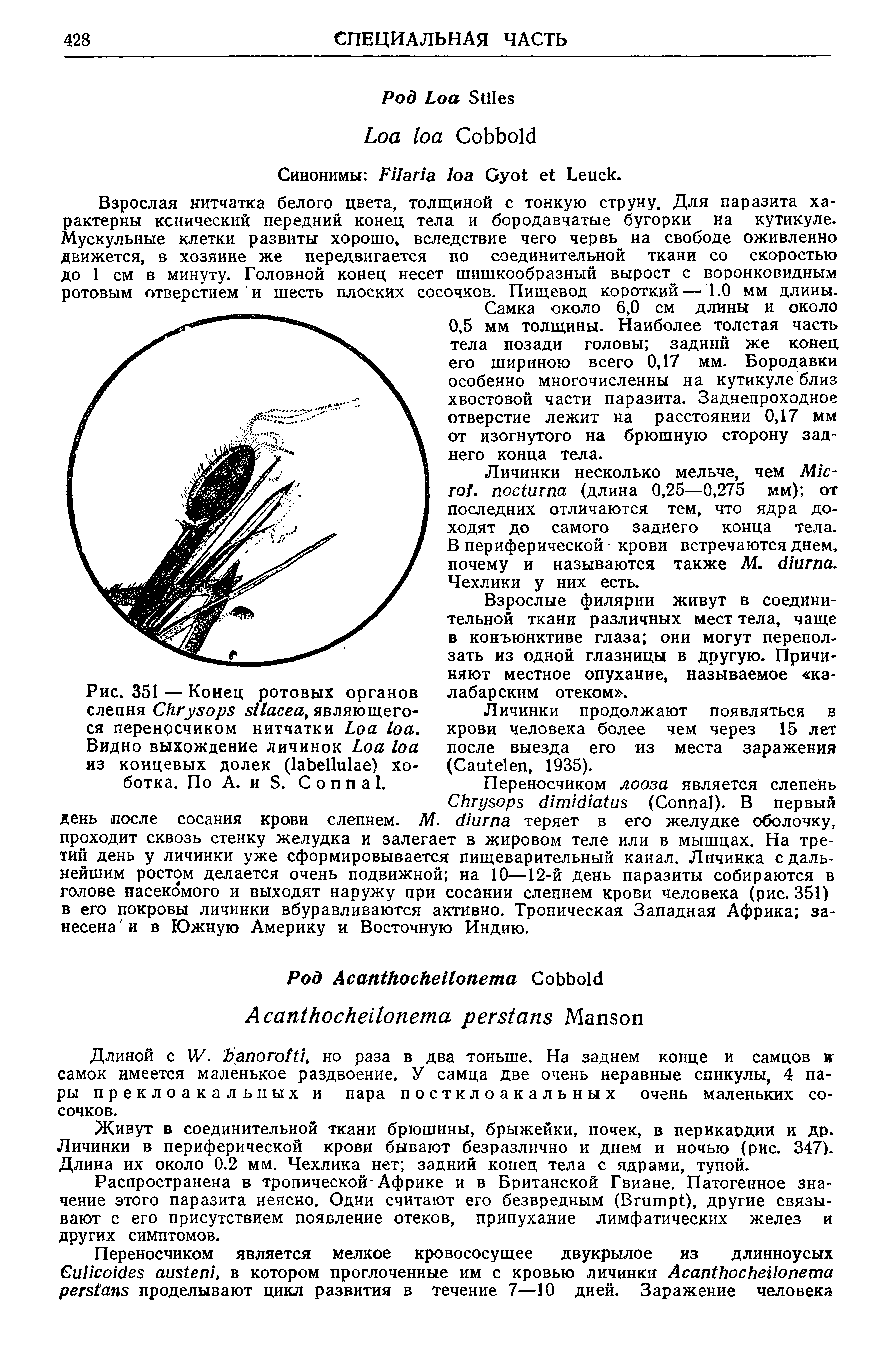 Рис. 351 — Конец ротовых органов слепня C , являющегося перенрсчиком нитчатки L . Видно выхождение личинок L из концевых долек ( ) хоботка. По А. и S. С о и а 1.