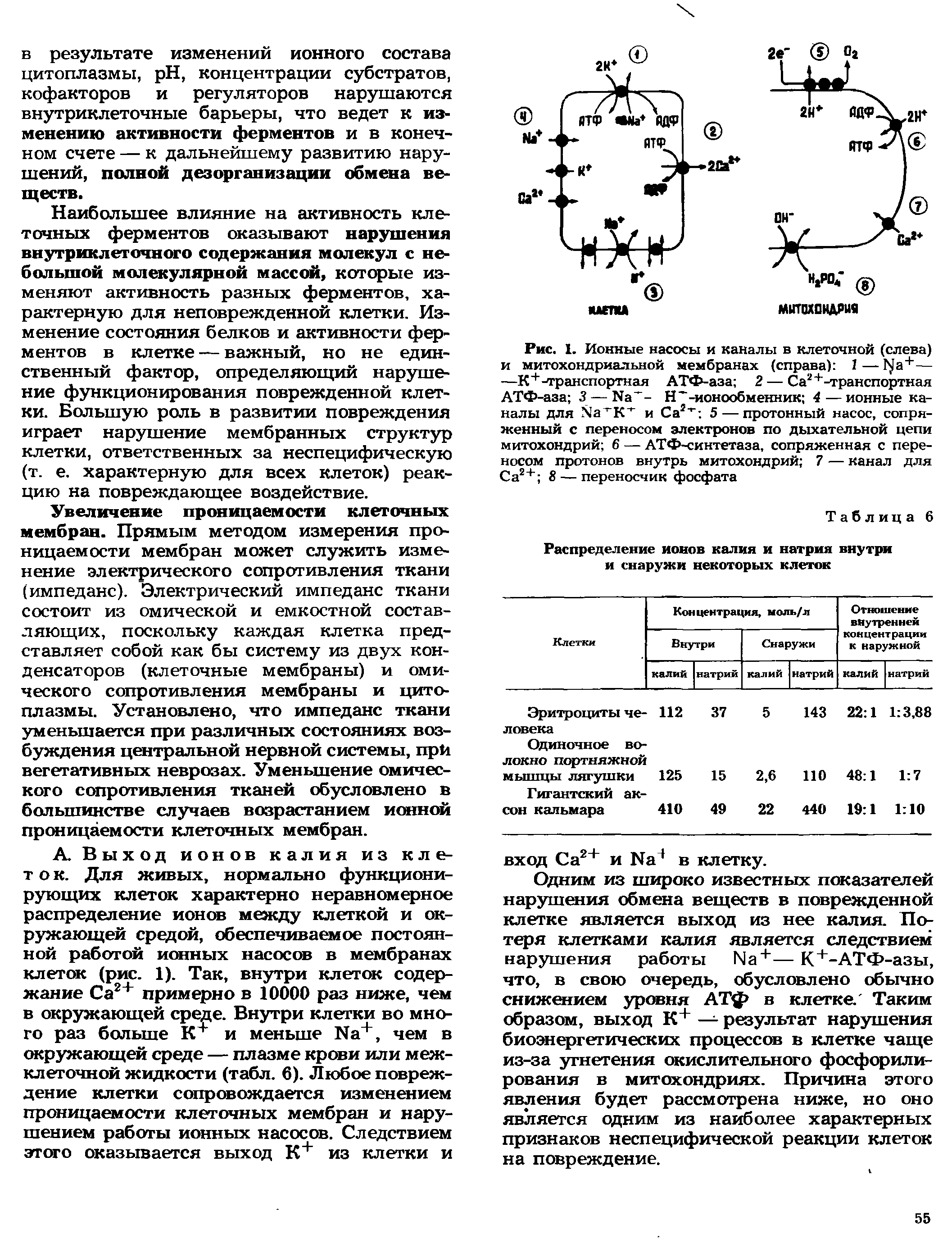 Рис. 1. Ионные насосы и каналы в клеточной (слева) и митохондриальной мембранах (справа) I — Г а+— —К+-транспортная АТФ-аза 2 — Са2+-транспортная АТФ-аза 3 — Ыа - Н -ионообменник 4—ионные каналы для Ха"К и Са2 5 — протонный насос, сопряженный с переносом электронов по дыхательной цепи митохондрий 6 — АТФ-синтетаза, сопряженная с переносом протонов внутрь митохондрий 7 — канал для Са2+ 8 — переносчик фосфата...