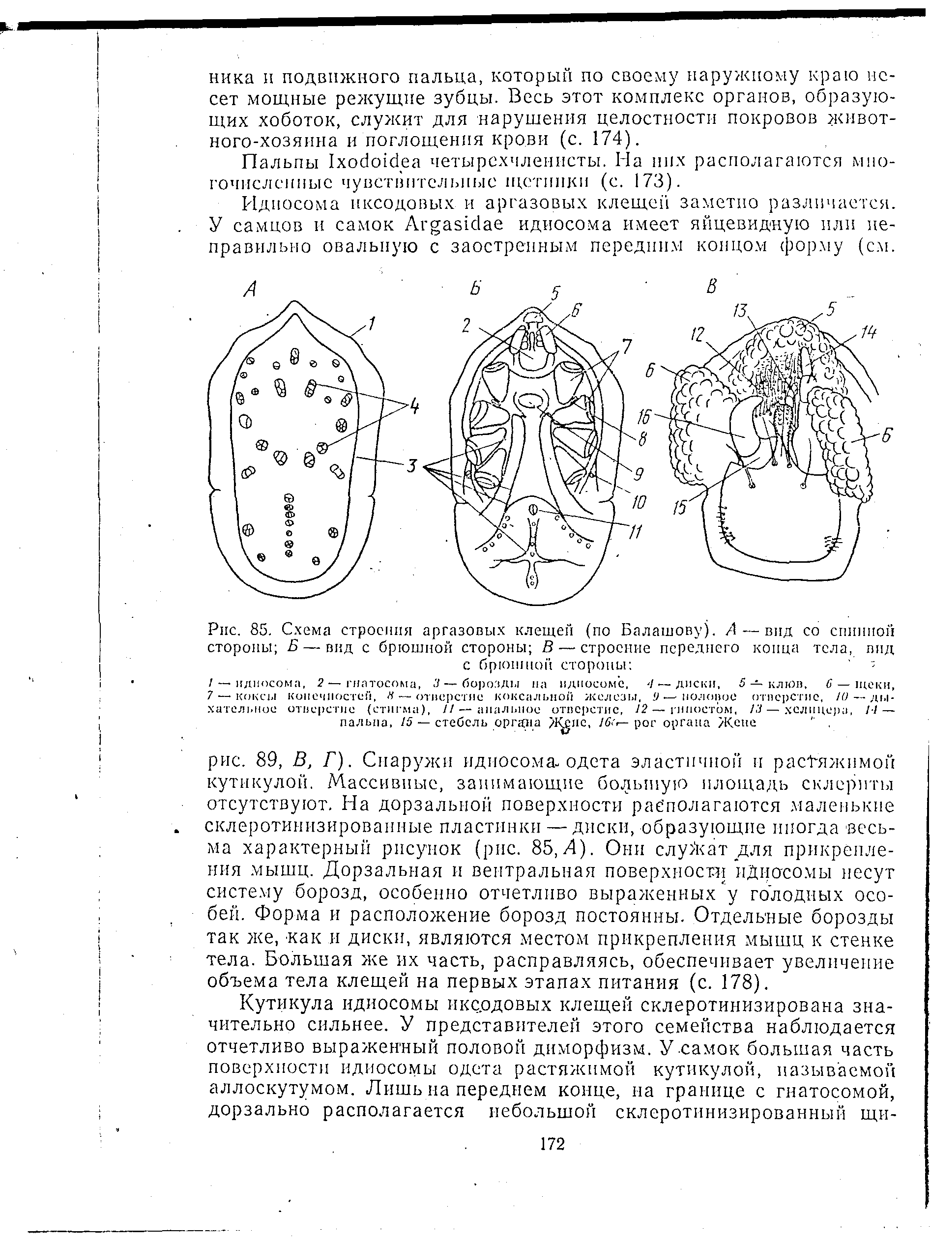 Рис. 85. Схема строения аргазовых клещей (по Балашову). /1 — вид со спинной стороны Б — вид с брюшной стороны В — строение переднего конца тела, вид с брюшной стороны -...