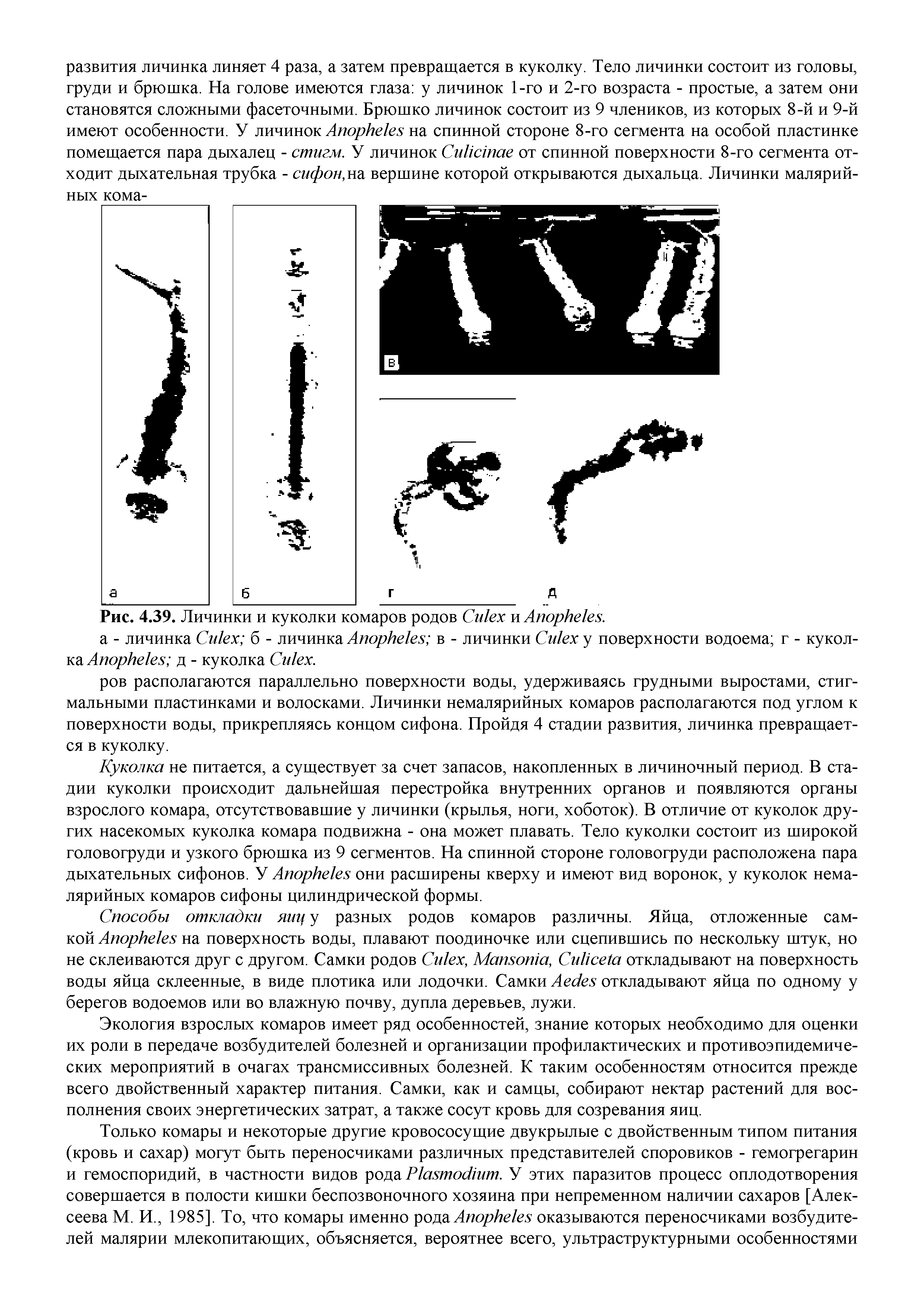 Рис. 4.39. Личинки и куколки комаров родов C и A .