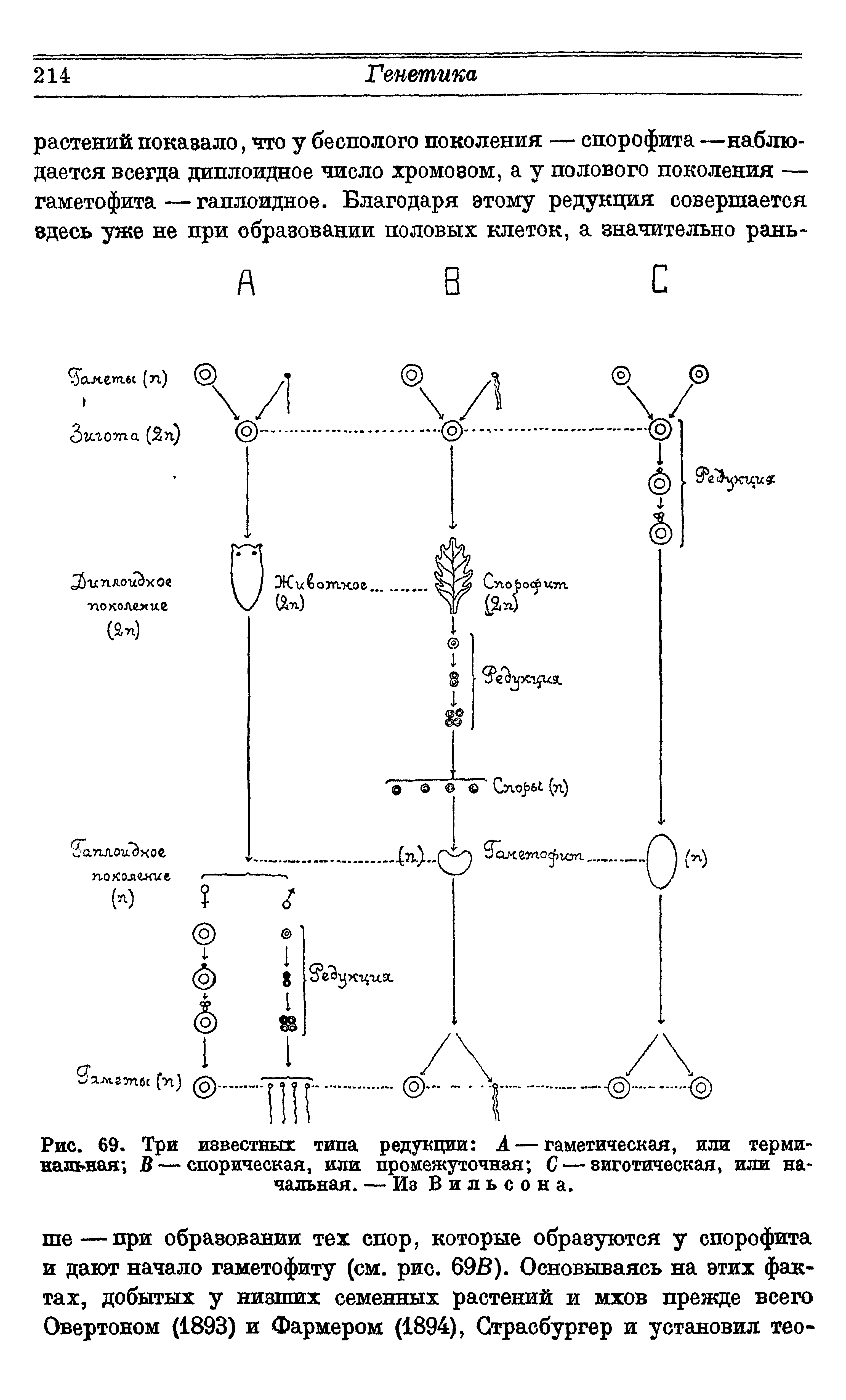 Рис. 69. Три известных типа редукции А — гаметическая, или терминальная В — спорическая, или промежуточная С—зиготическая, или начальная. — Из Вильсона.