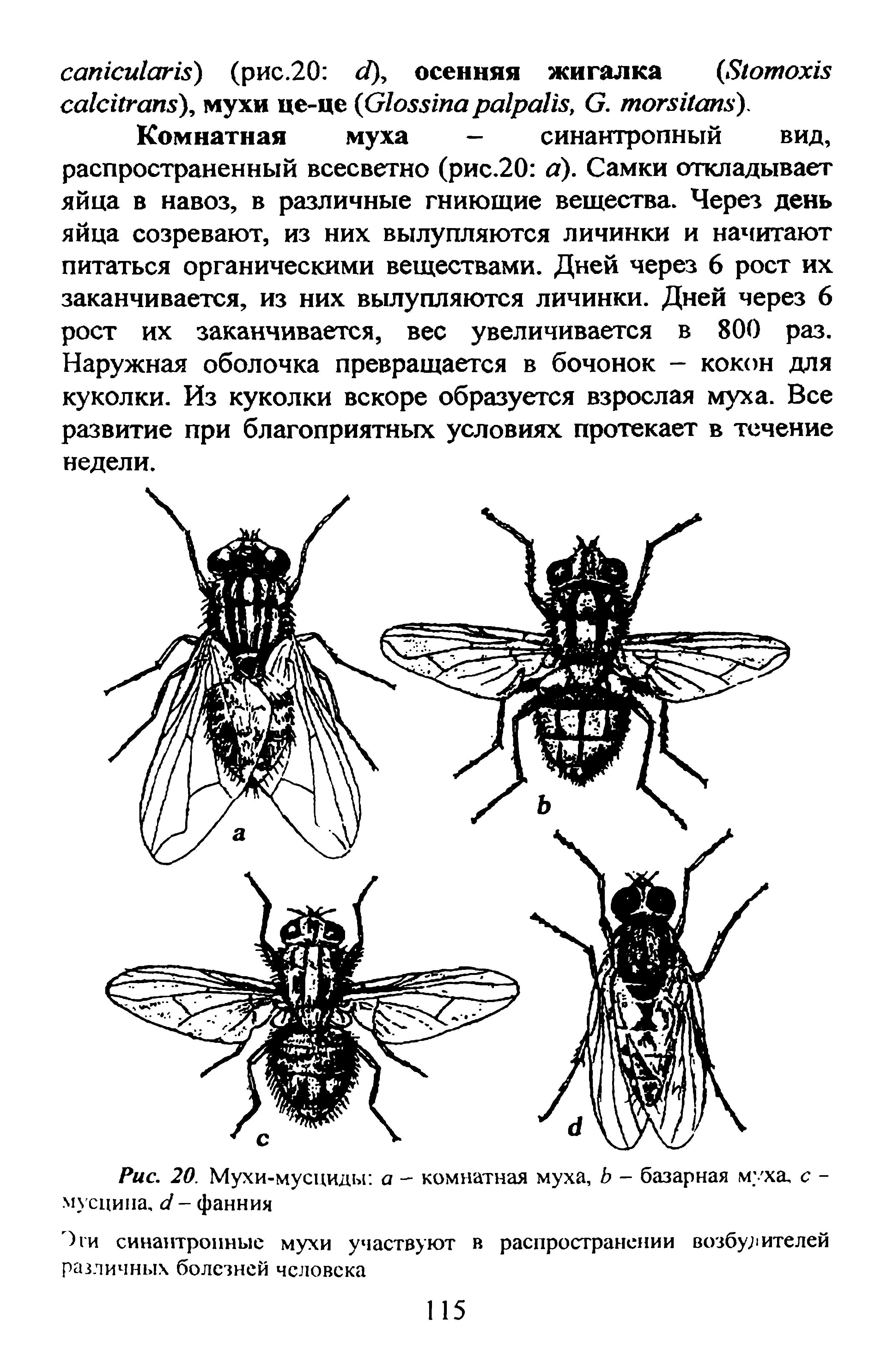 Рис. 20. Мухи-мусциды а - комнатная муха, Ь - базарная муха, с -мусципа, <У- фанния...