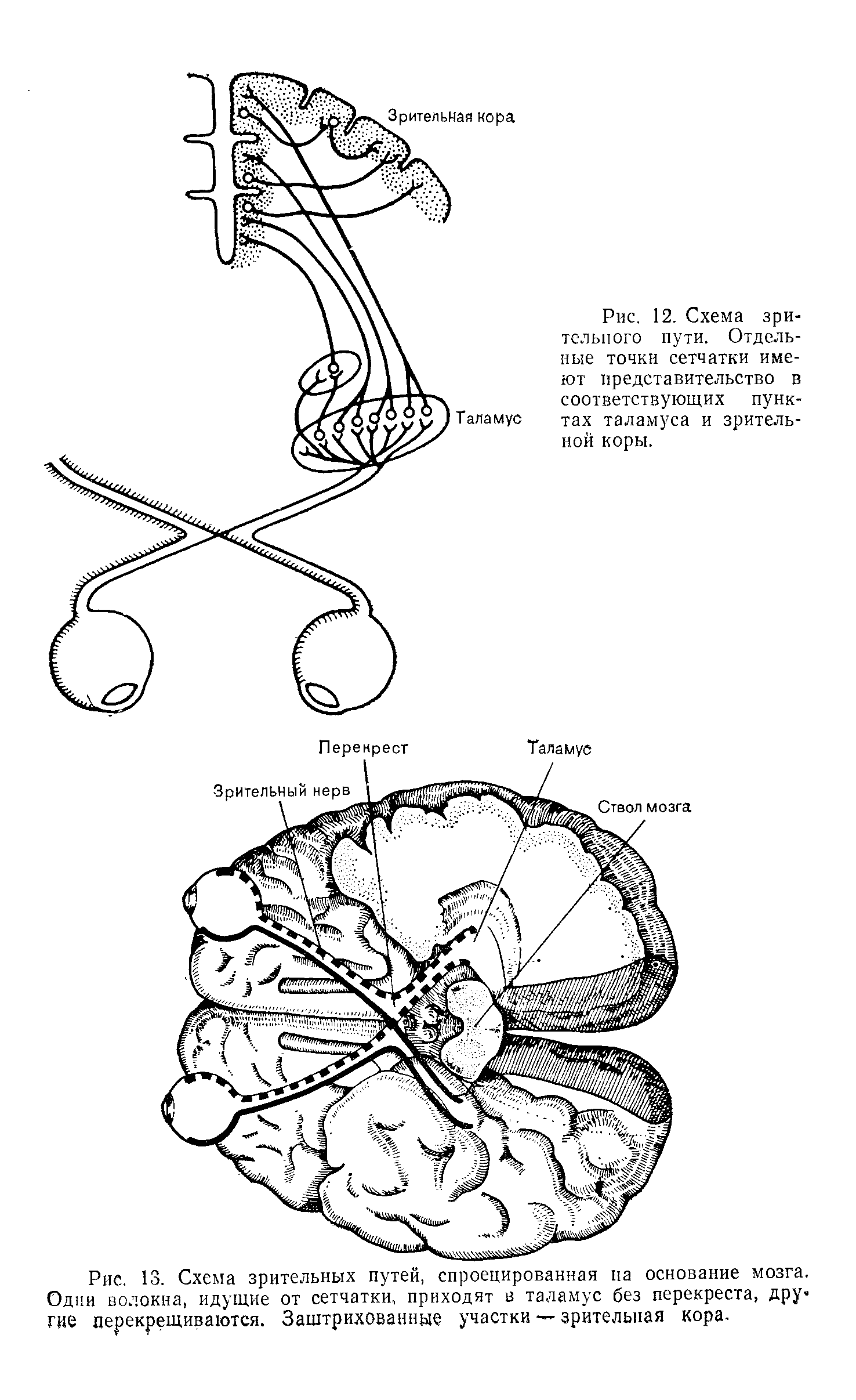 Рис. 13. Схема зрительных путей, спроецированная на основание мозга. Одни волокна, идущие от сетчатки, приходят в таламус без перекреста, другие перекрещиваются. Заштрихованные участки — зрительная кора-...
