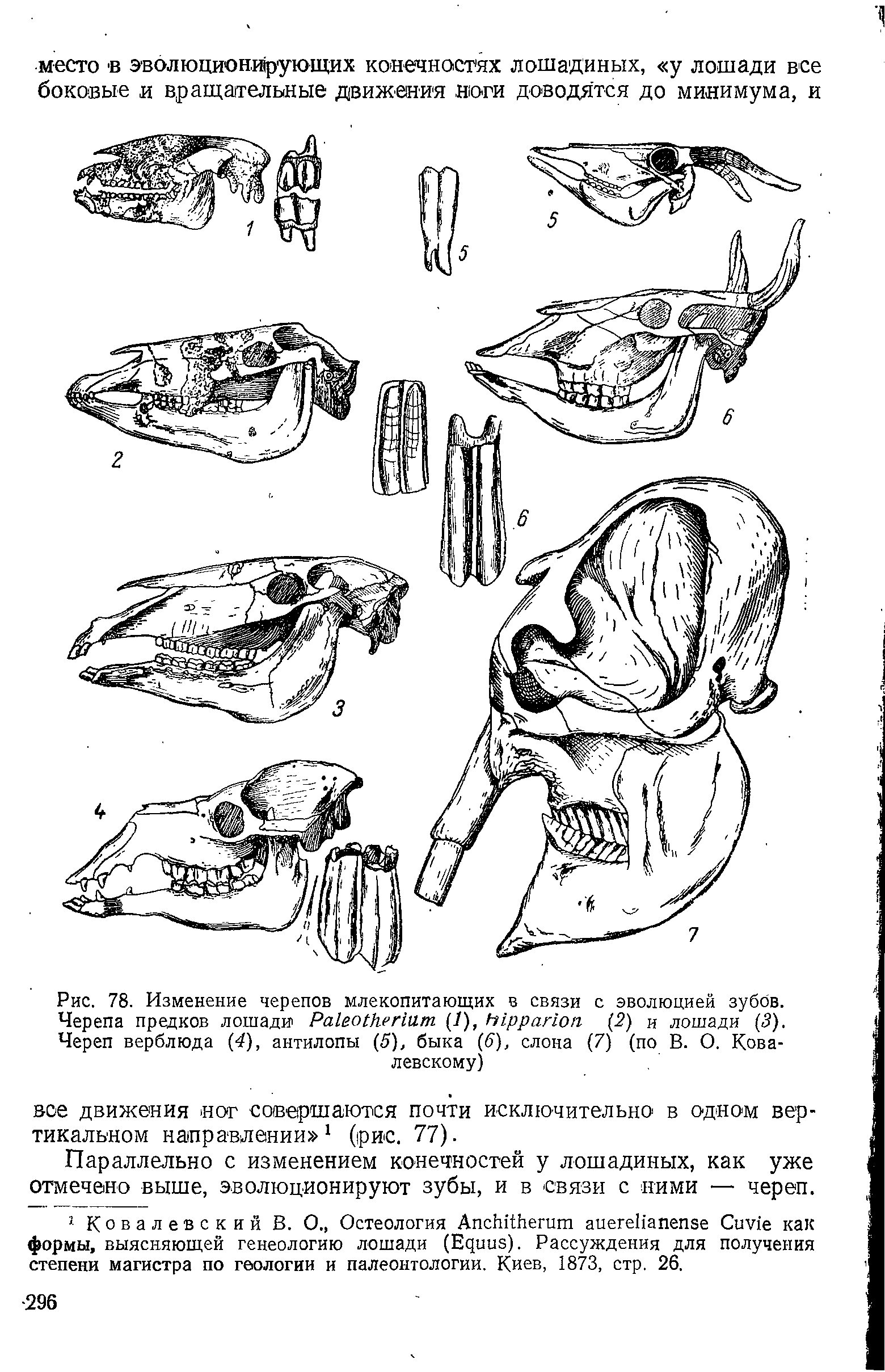 Рис. 78. Изменение черепов млекопитающих в связи с эволюцией зубов. Черепа предков лошади Ра1ео(Ьег1ат (/), И1рраг1оп /2) и лошади (5). Череп верблюда (4), антилопы (5), быка (6), слона (7) (по В. О. Ковалевскому)...
