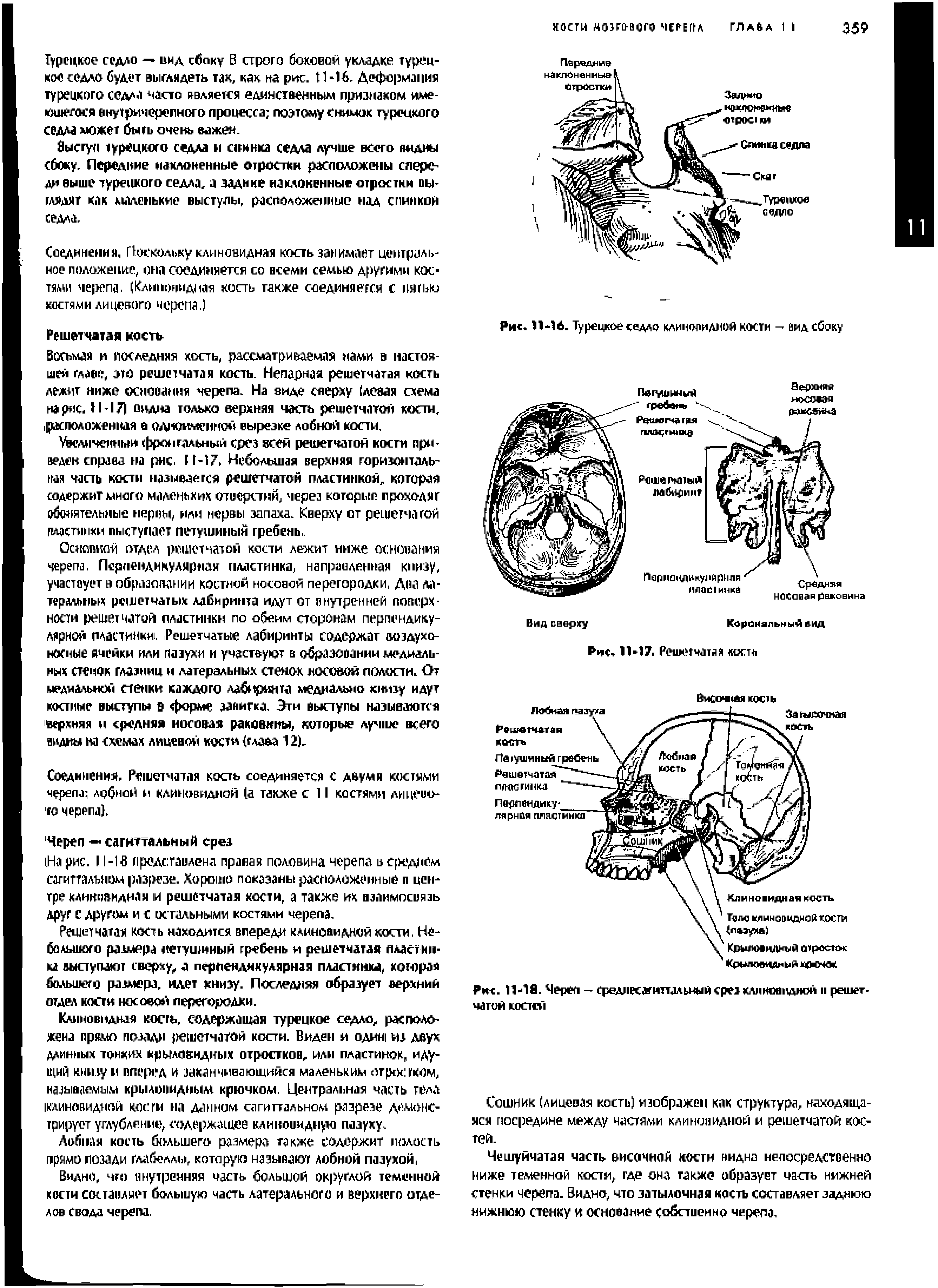 Рис. 11-18. Череп среднкда иттдльный срез клиновидной и решетчатой костей...