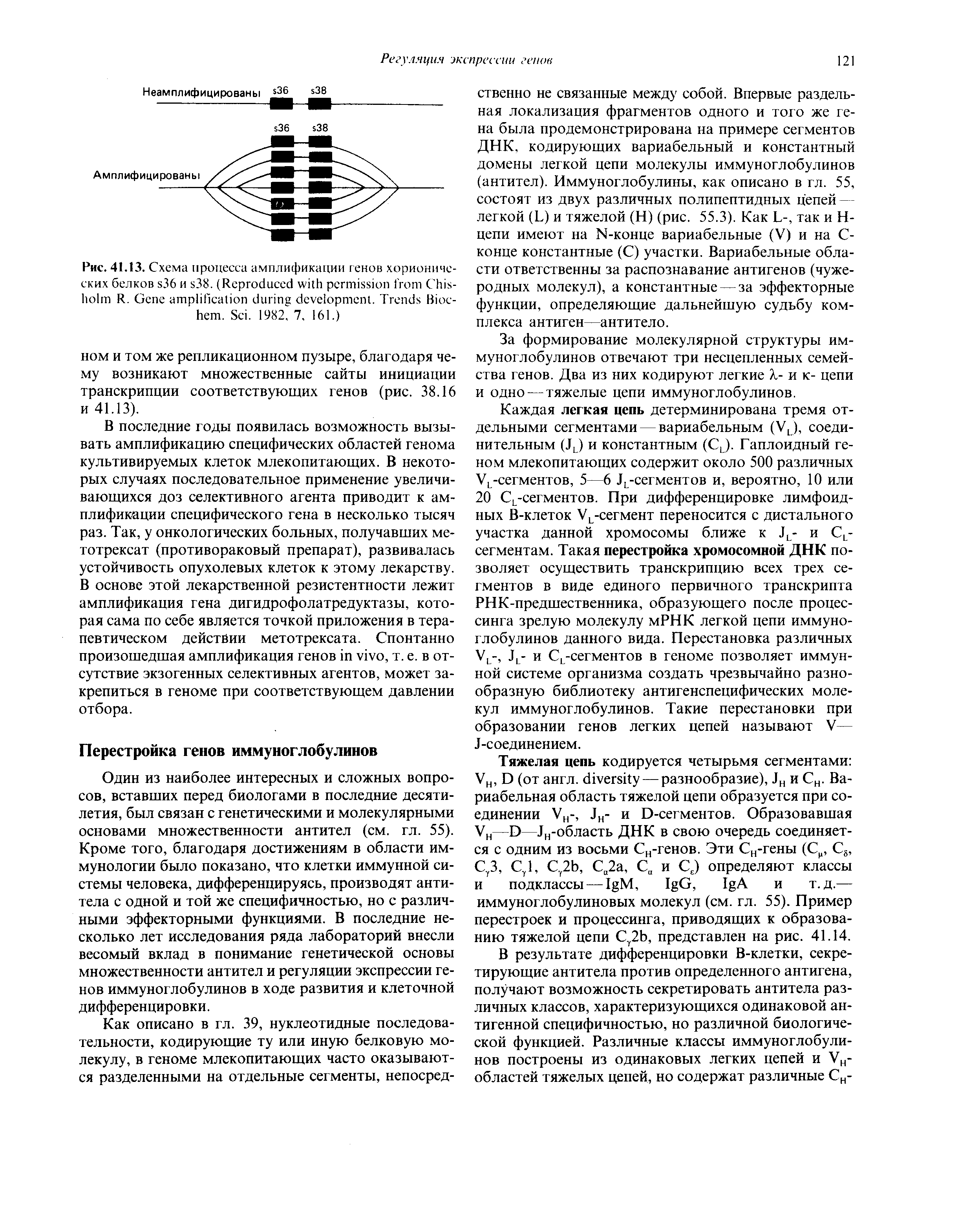Рис. 41.13. Схема процесса амплификации генов хорионических белков 36 и 38. (R C R. G . T B - . S . 1982, 7. 161.)...