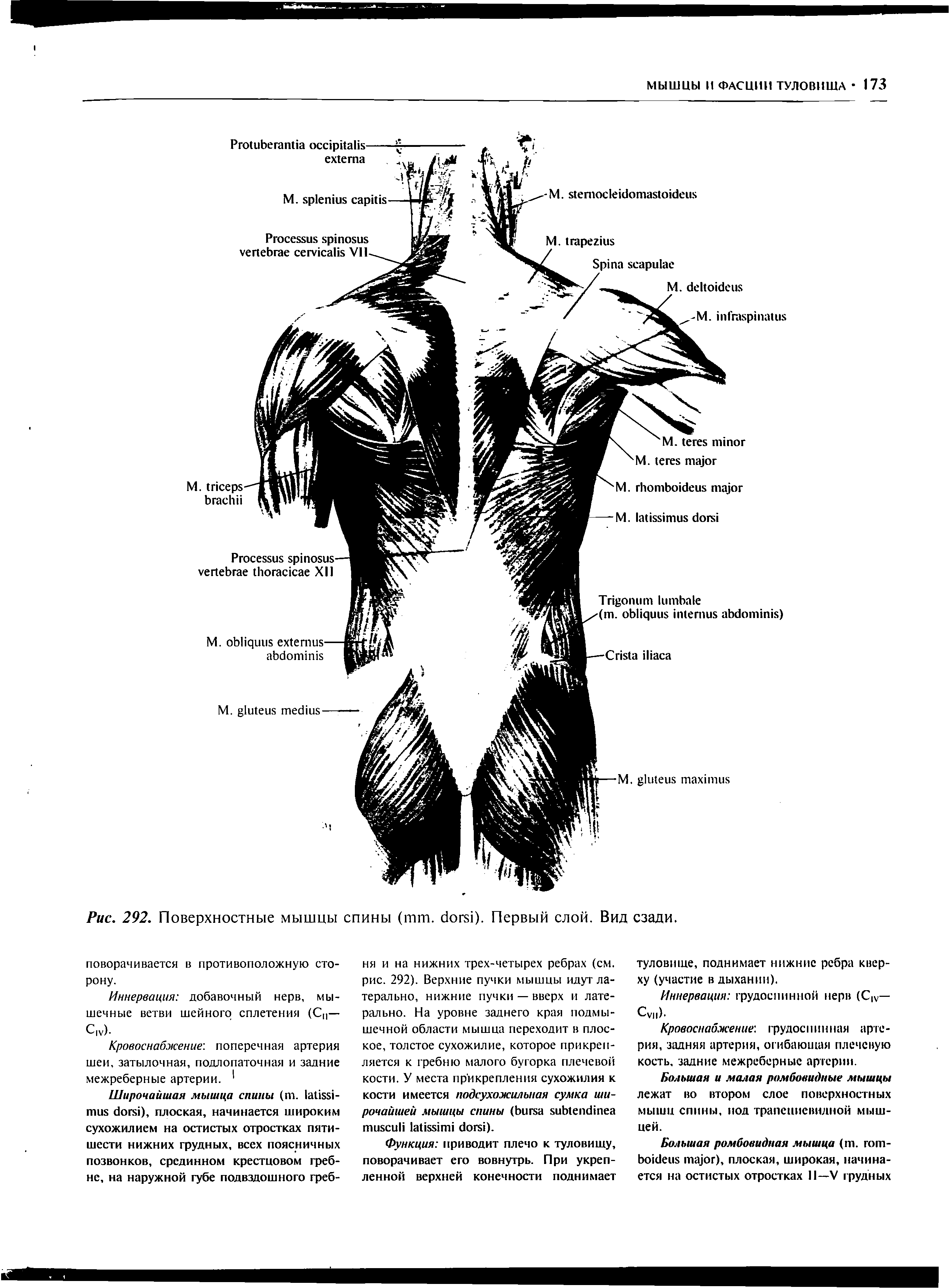 Рис. 292. Поверхностные мышцы спины (пип. богз1). Первый слой. Вид сзади.