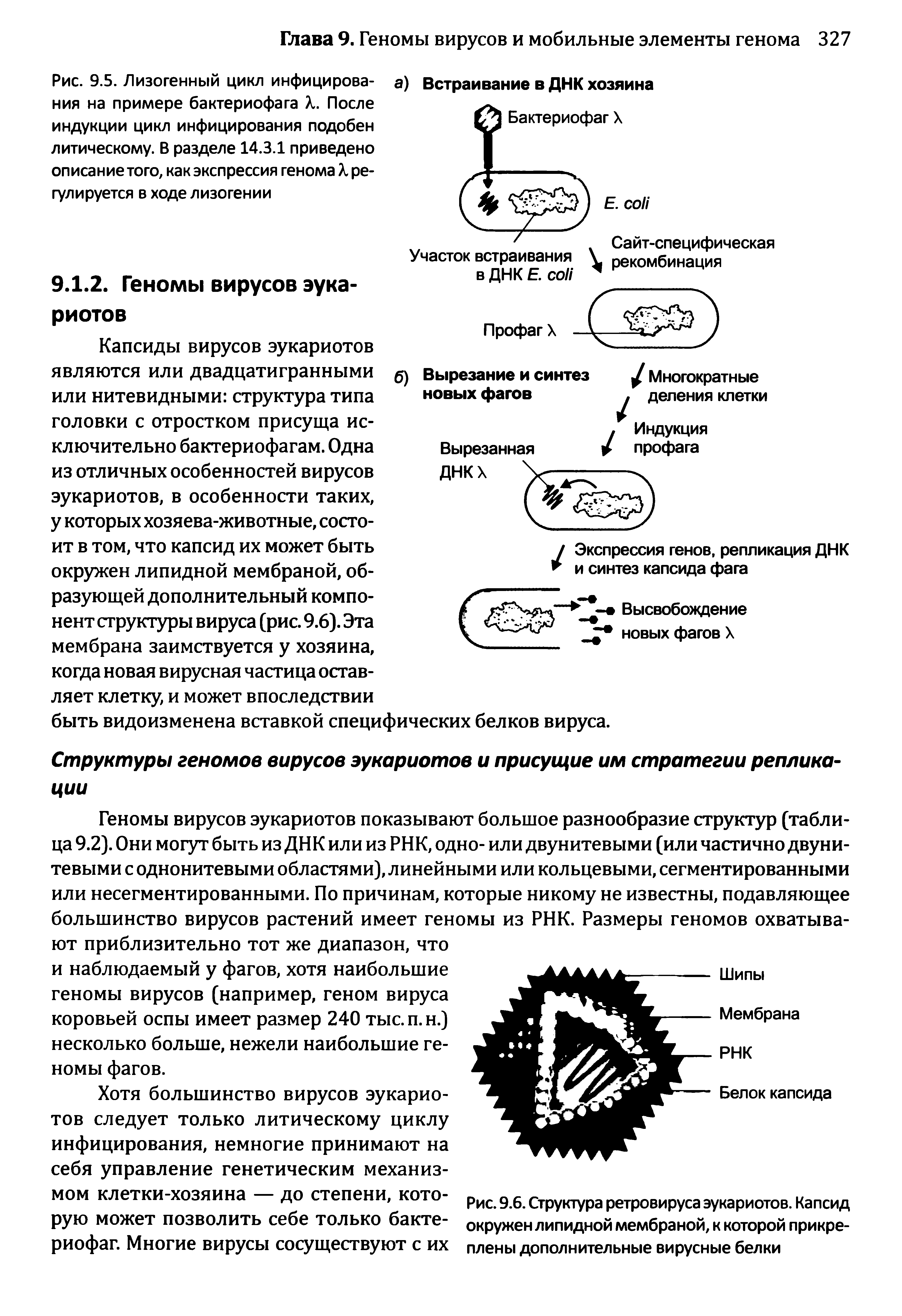 Рис. 9.5. Лизогенный цикл инфицирования на примере бактериофага X. После индукции цикл инфицирования подобен литическому. В разделе 14.3.1 приведено описание того, как экспрессия генома X регулируется в ходе лизогении...