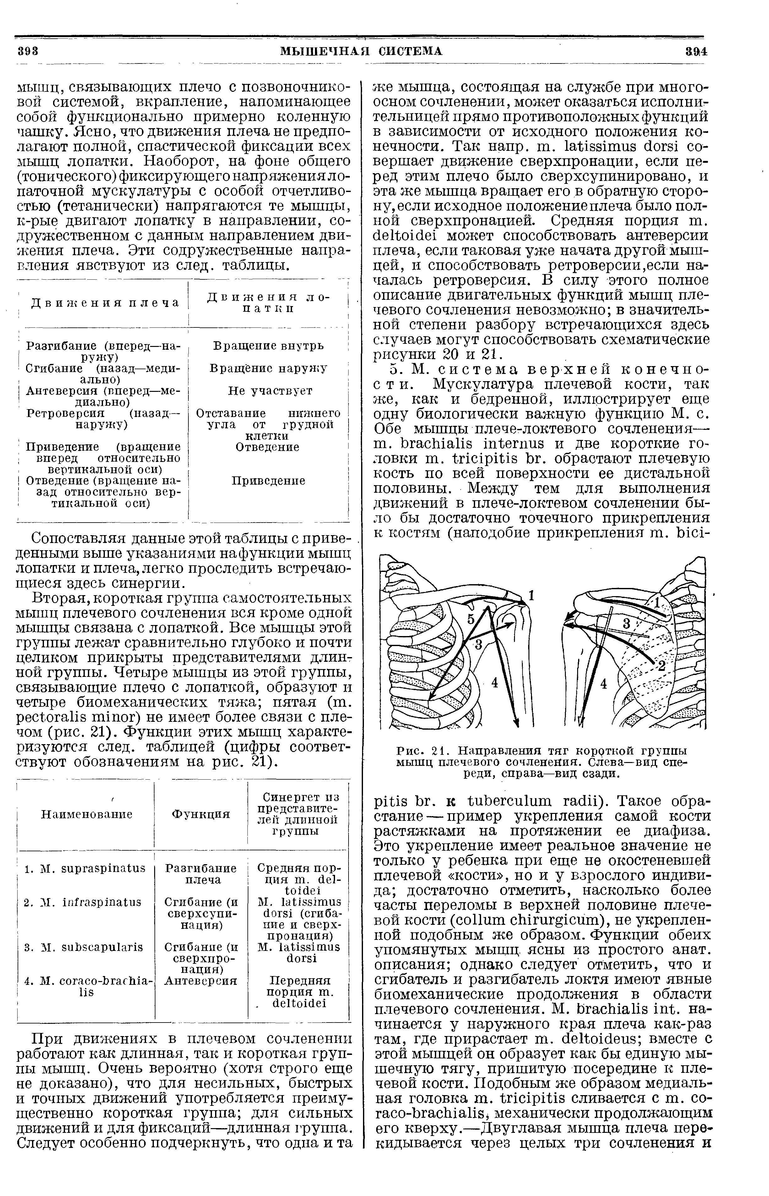 Рис. 21. Направления тяг коррткой группы мышц плечевого сочленения. Слева—вид спереди, справа—вид сзади.