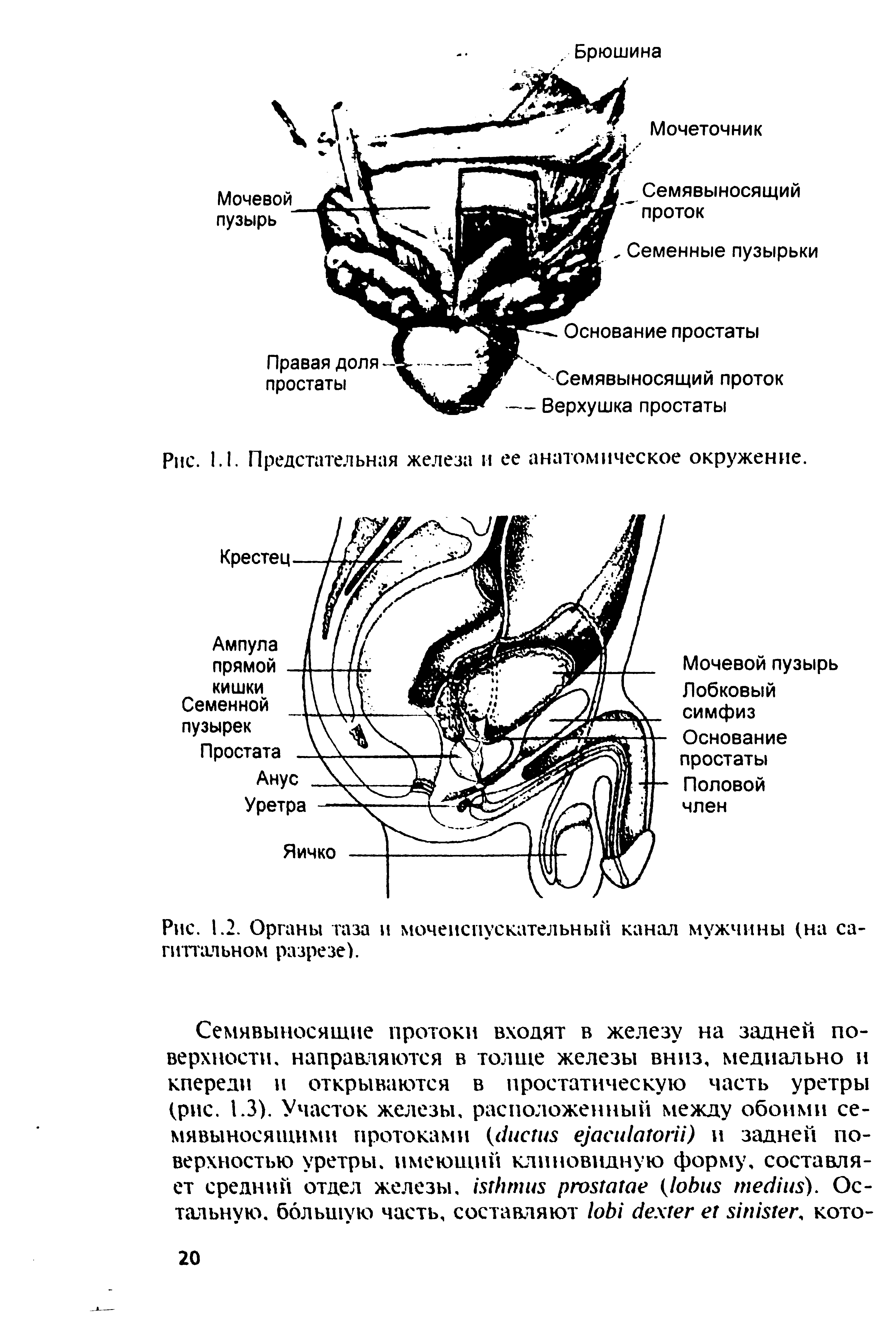 Рис. 1.2. Органы газа и мочеиспускательный канал мужчины (на сагиттальном разрезе).