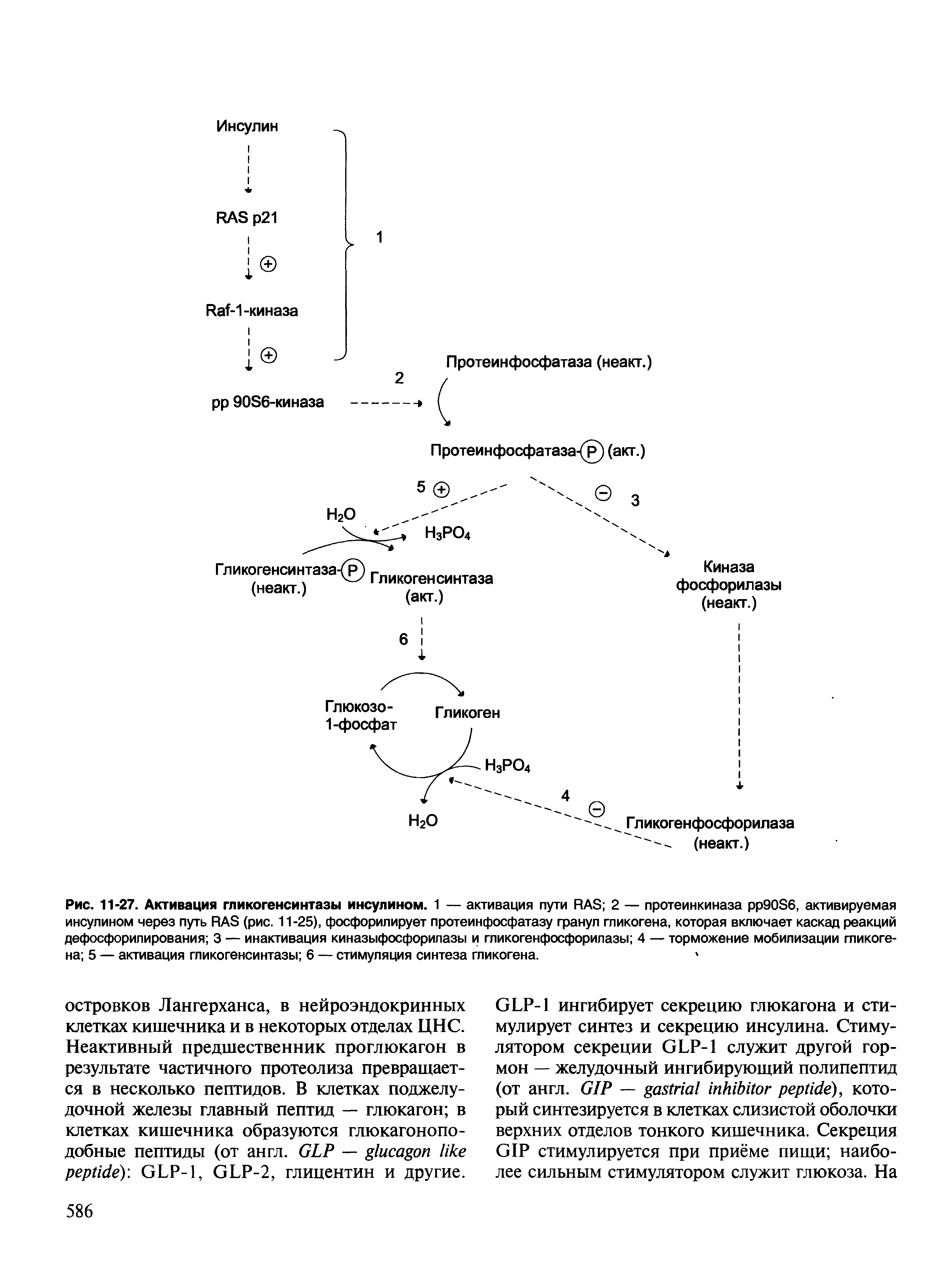 Рис. 11-27. Активация гликогенсинтазы инсулином. 1 — активация пути RAS 2 — протеинкиназа 90S6, активируемая инсулином через путь RAS (рис. 11-25), фосфорилирует протеинфосфатазу гранул гликогена, которая включает каскад реакций дефосфорилирования 3 — инактивация киназыфосфорилазы и гликогенфосфорилазы 4 — торможение мобилизации гликогена 5 — активация гликогенсинтазы 6 — стимуляция синтеза гликогена. ...