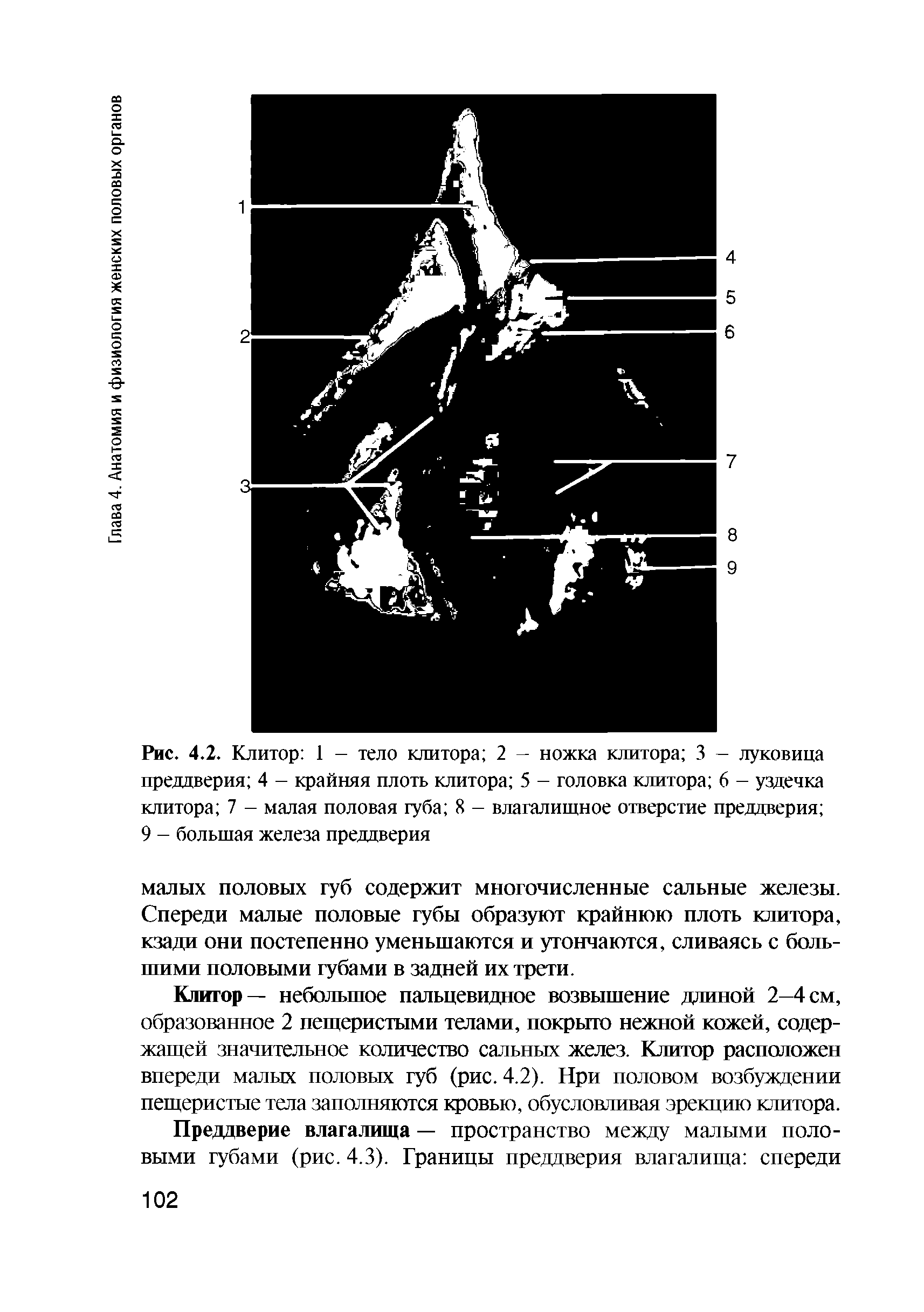 Рис. 4.2. Клитор 1 - тело клитора 2 - ножка клитора 3 — луковица преддверия 4 - крайняя плоть клитора 5 - головка клитора 6 - уздечка клитора 7 - малая половая губа 8 - влагалищное отверстие преддверия 9 - большая железа преддверия...