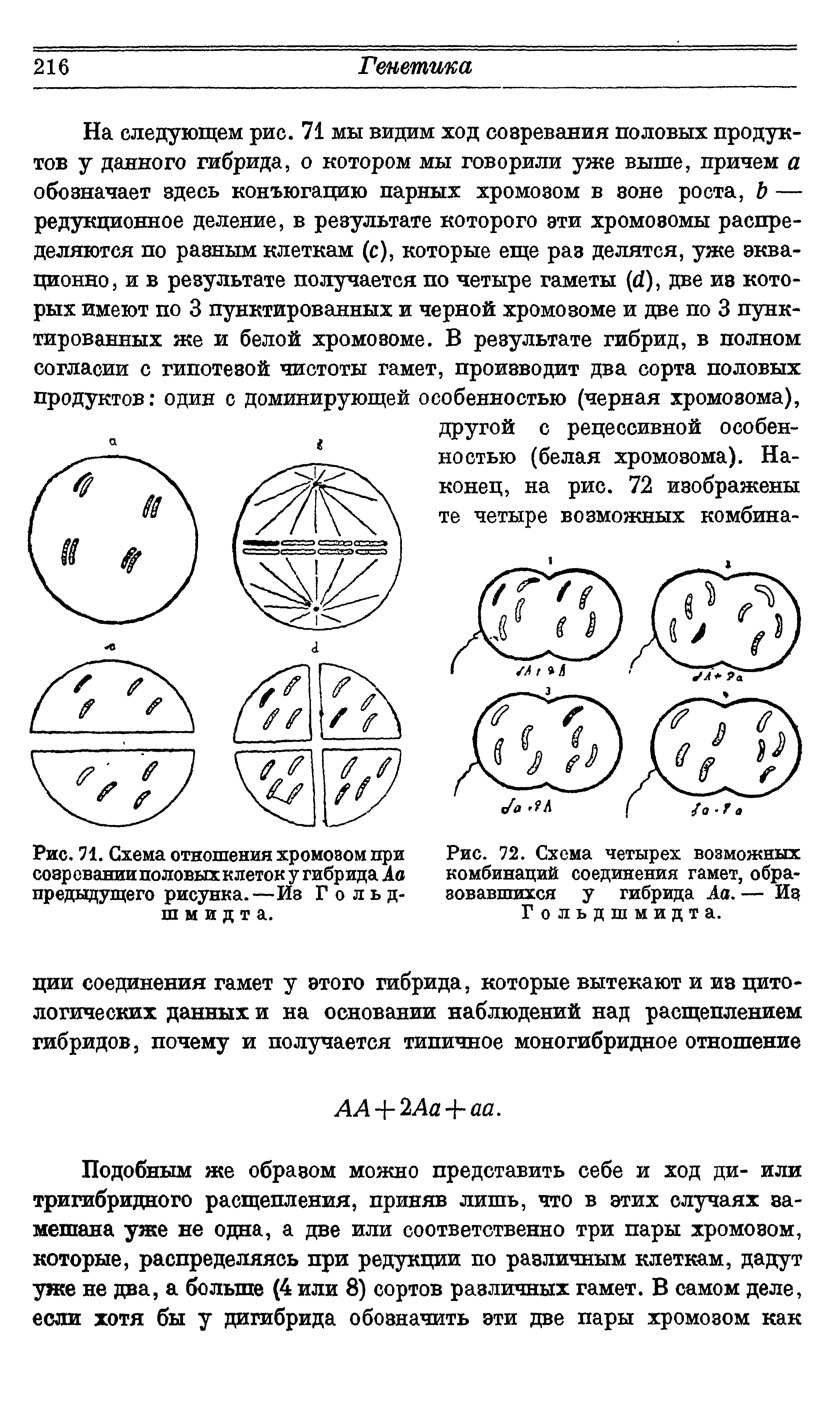 Рис. 72. Схема четырех возможных комбинаций соединения гамет, образовавшихся у гибрида Аа.— Иц Гольдшмидта.