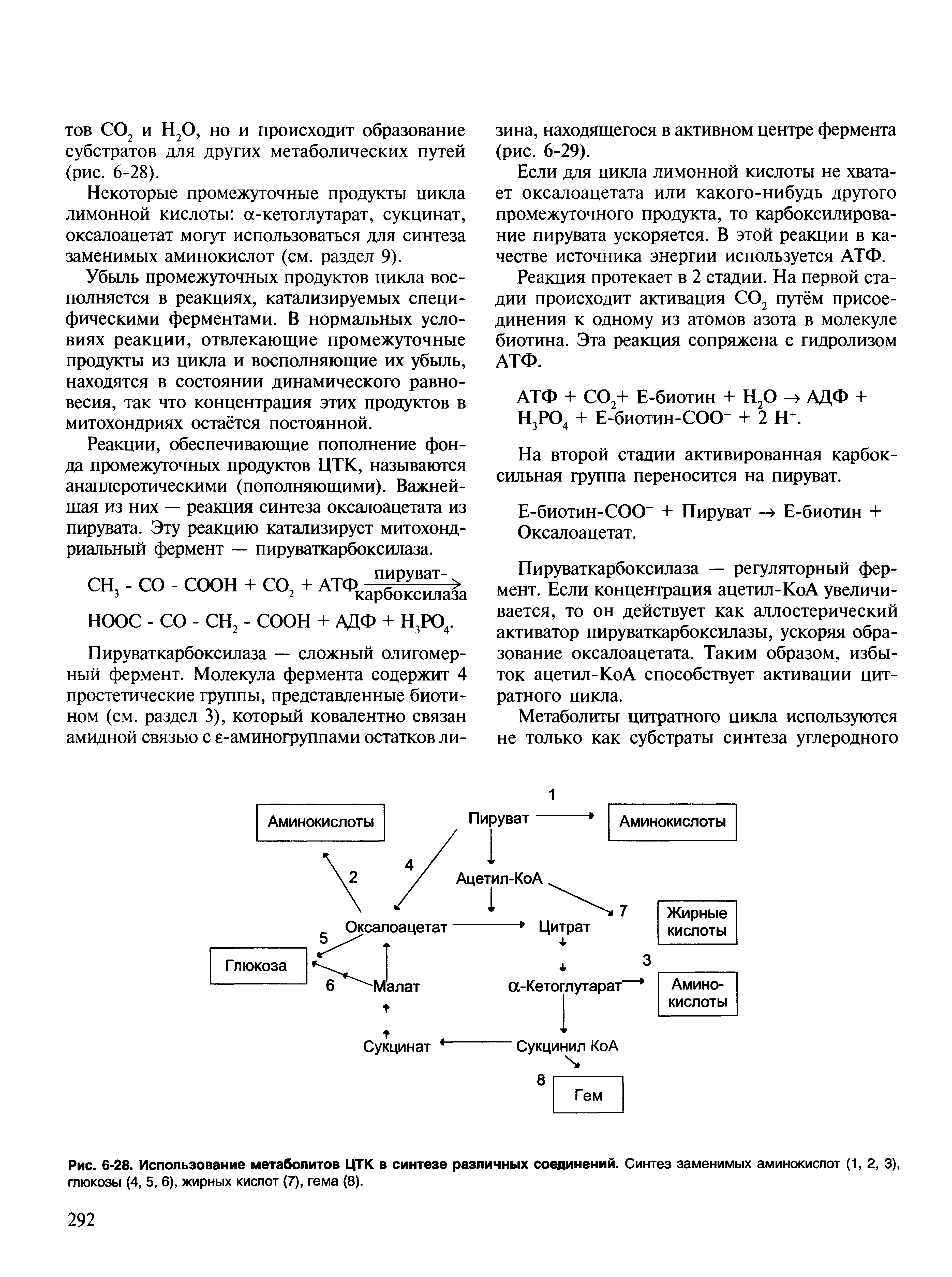 Рис. 6-28. Использование метаболитов ЦТК в синтезе различных соединений. Синтез заменимых аминокислот (1, 2, 3), глюкозы (4, 5, 6), жирных кислот (7), гема (8).