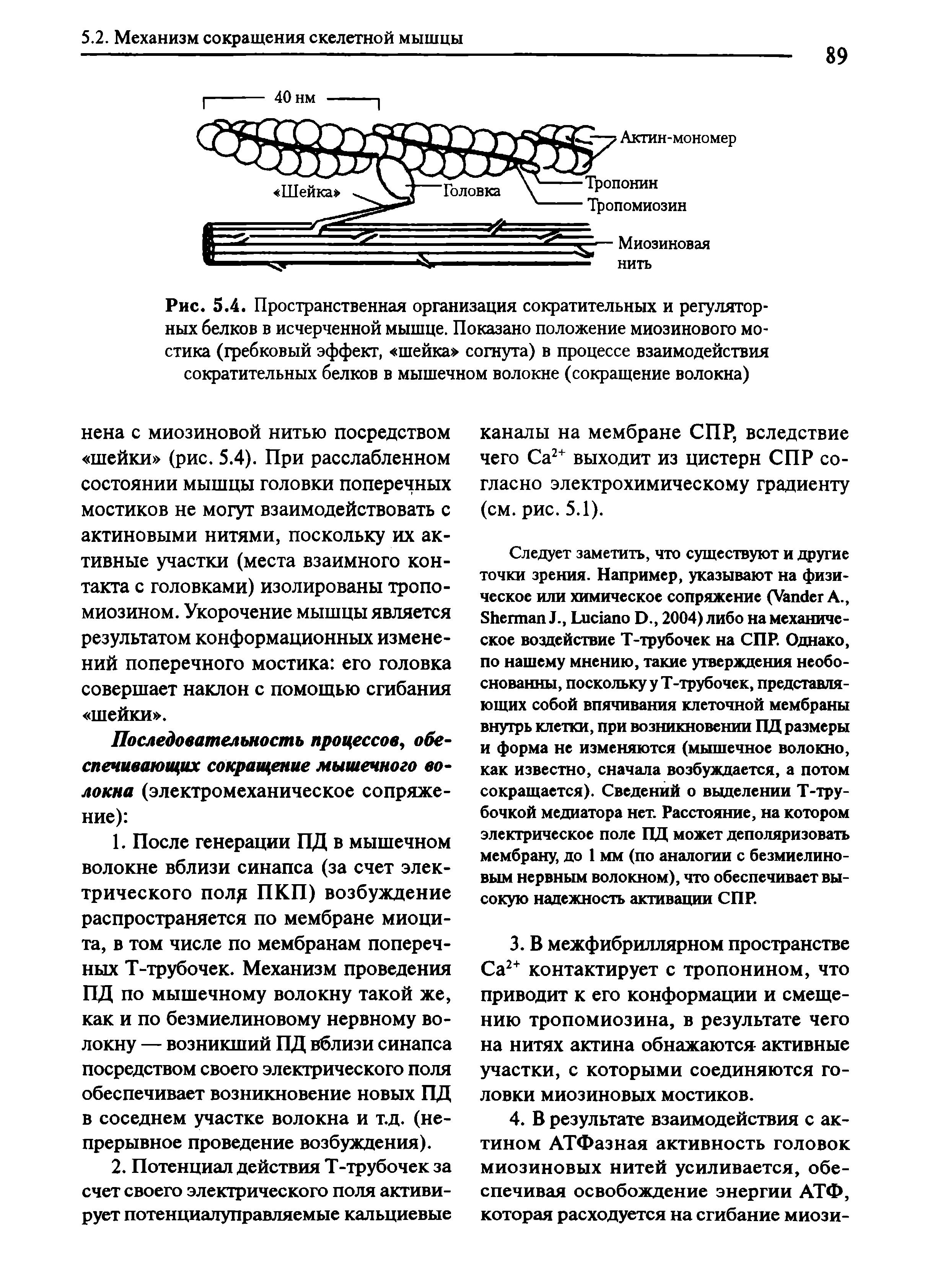 Рис. 5.4. Пространственная организация сократительных и регуляторных белков в исчерченной мышце. Показано положение миозинового мостика (гребковый эффект, шейка согнута) в процессе взаимодействия сократительных белков в мышечном волокне (сокращение волокна)...