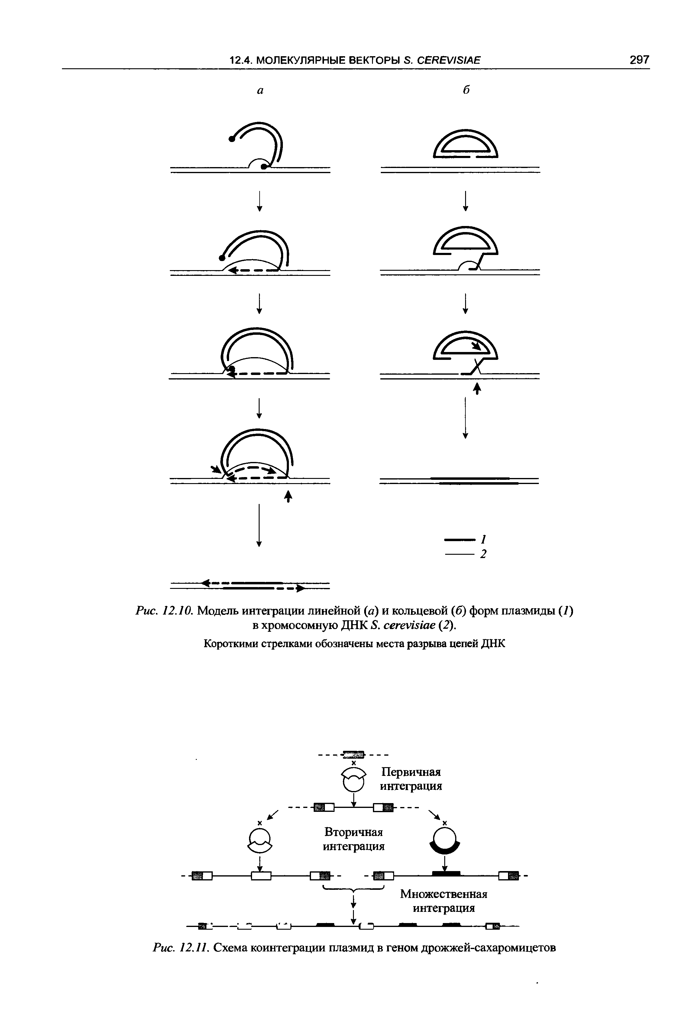 Рис. 12.10. Модель интеграции линейной (а) и кольцевой (б) форм плазмиды ( ) в хромосомную ДНК 5. сегех ае (2).