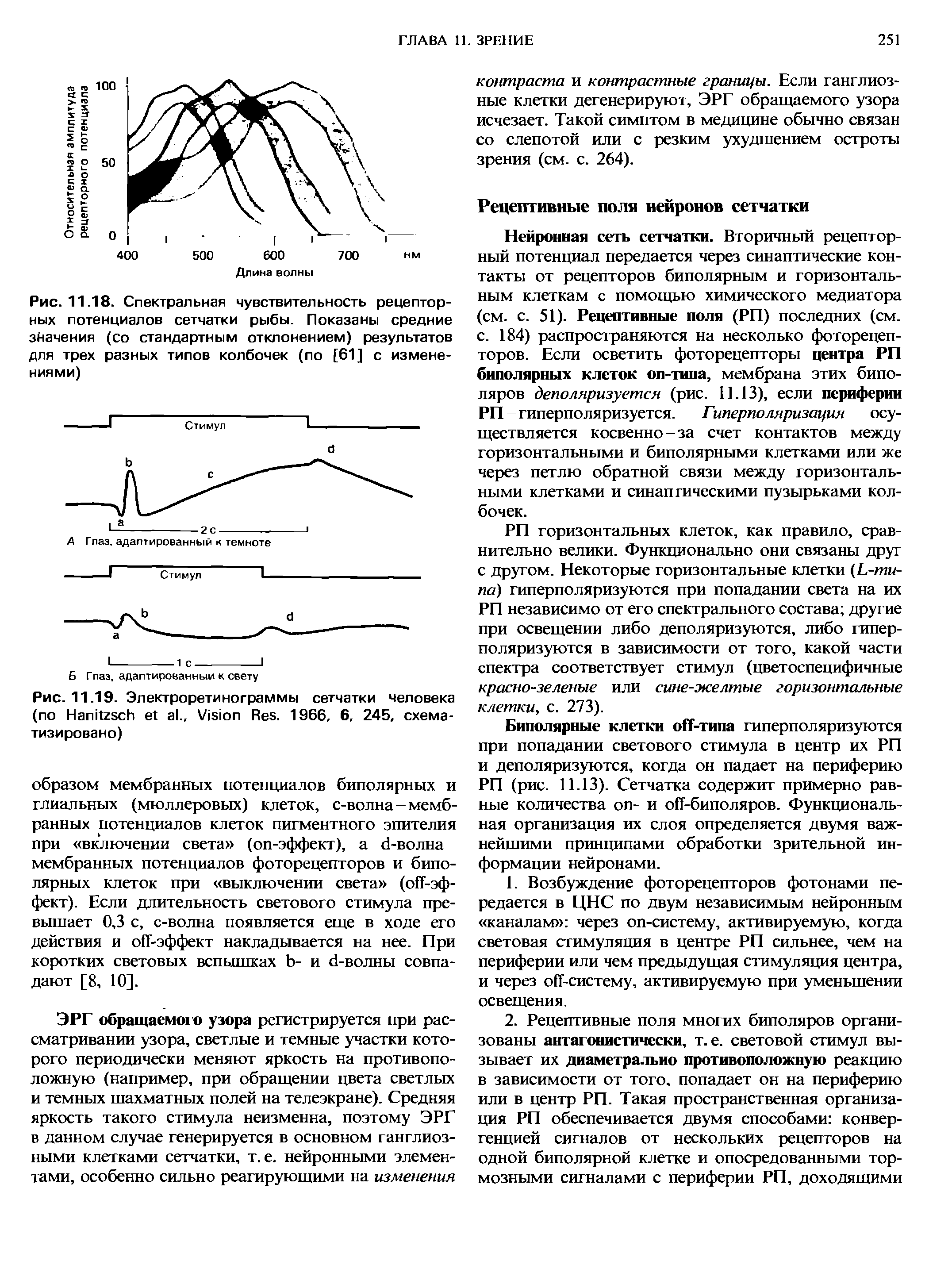 Рис. 11.19. Электроретинограммы сетчатки человека (по H .. V R . 1966, 6, 245, схематизировано)...