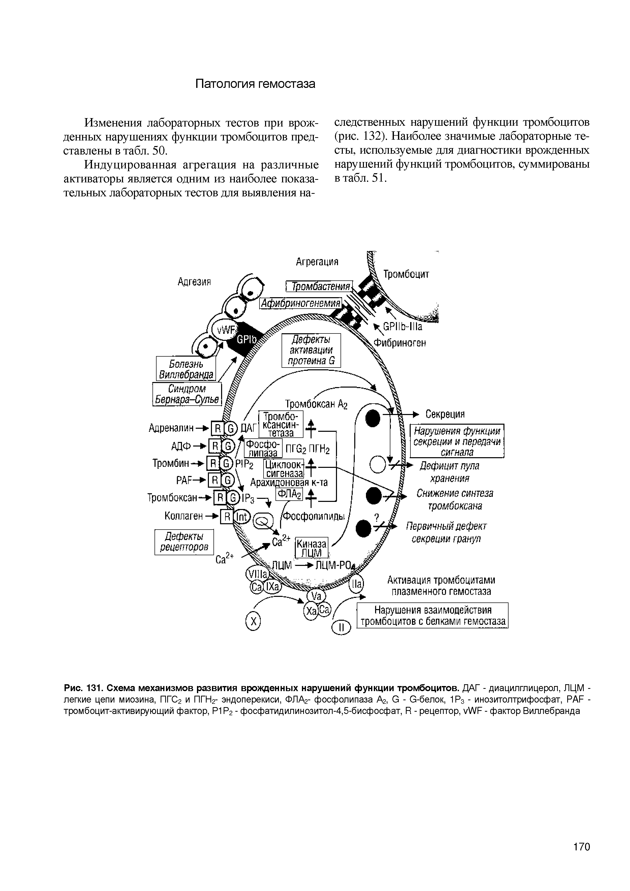 Рис. 131. Схема механизмов развития врожденных нарушений функции тромбоцитов. ДАГ - диацилглицерол, ЛЦМ -легкие цепи миозина, ПГС2 и ПГН2- эндоперекиси, ФЛА2- фосфолипаза А2, в - в-белок, 1Р3 - инозитолтрифосфат, РАЛ -тромбоцит-активирующий фактор, Р1Р2 - фосфатидилинозитол-4,5-бисфосфат, Я - рецептор, уУУЛ - фактор Виллебранда...