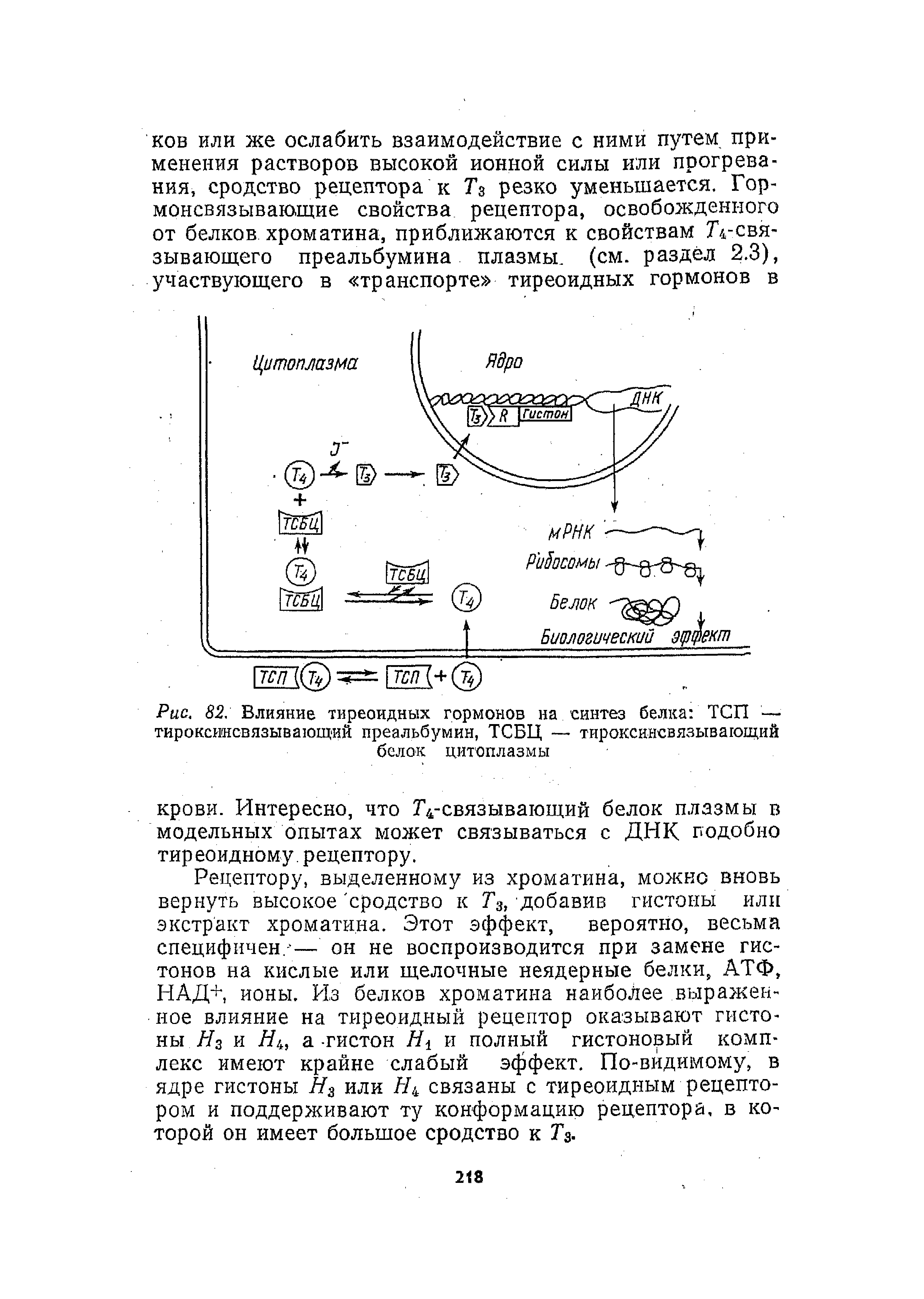 Рис. 82. Влияние тиреоидных гормонов на синтез белка ТСП — тироксинсвязывающий преальбумин, ТСБЦ — тироксинсвязывагощий белок цитоплазмы...