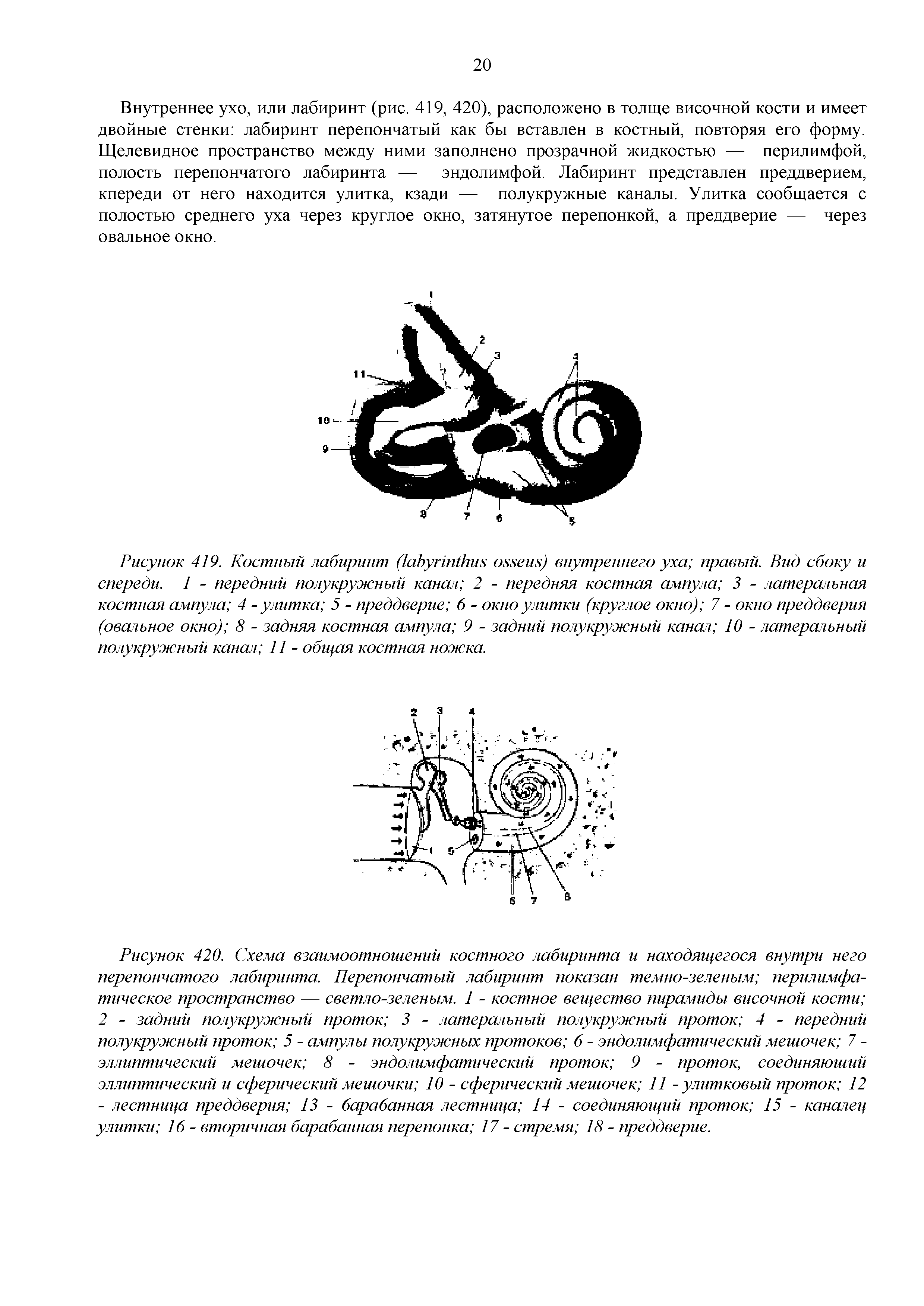 Рисунок 419. Костный лабиринт ПабугпнИиь . и.внутреннего уха правый. Вид сбоку и спереди. 1 - передний полукружный канал 2 - передняя костная ампула 3 - латеральная костная ампула 4 - улитка 5 - преддверие 6 - окно улитки (круглое окно) 7 - окно преддверия (овальное окно) 8 - задняя костная ампула 9 - задний полукружный канал 10 - латеральный полукружный канал 11 - общая костная ножка.