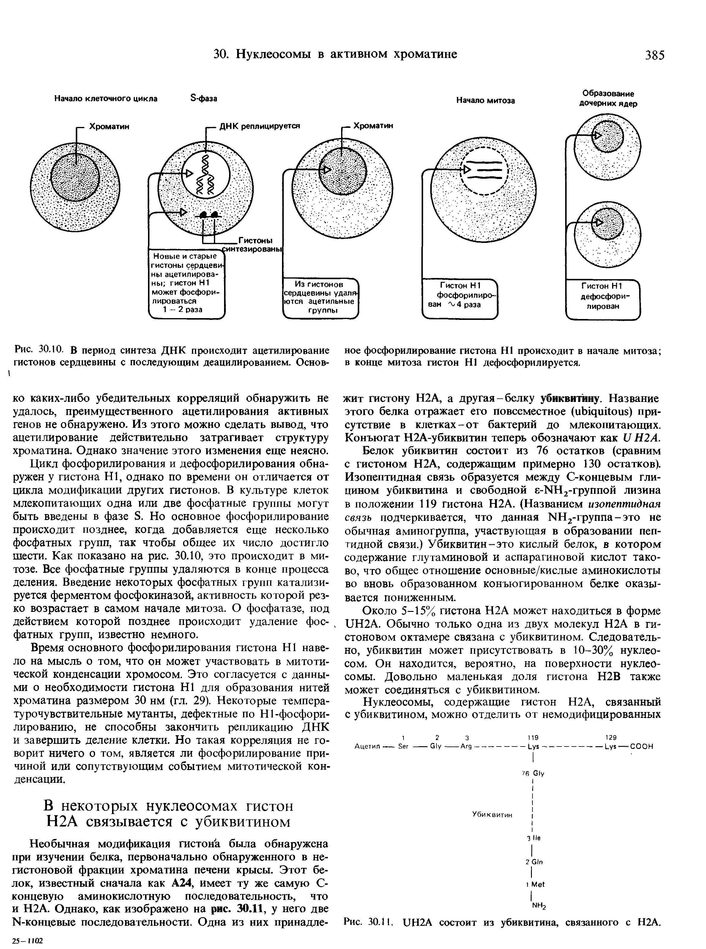 Рис. 30.10. В период синтеза ДНК происходит ацетилирование гистонов сердцевины с последующим деацилированием. Основ...