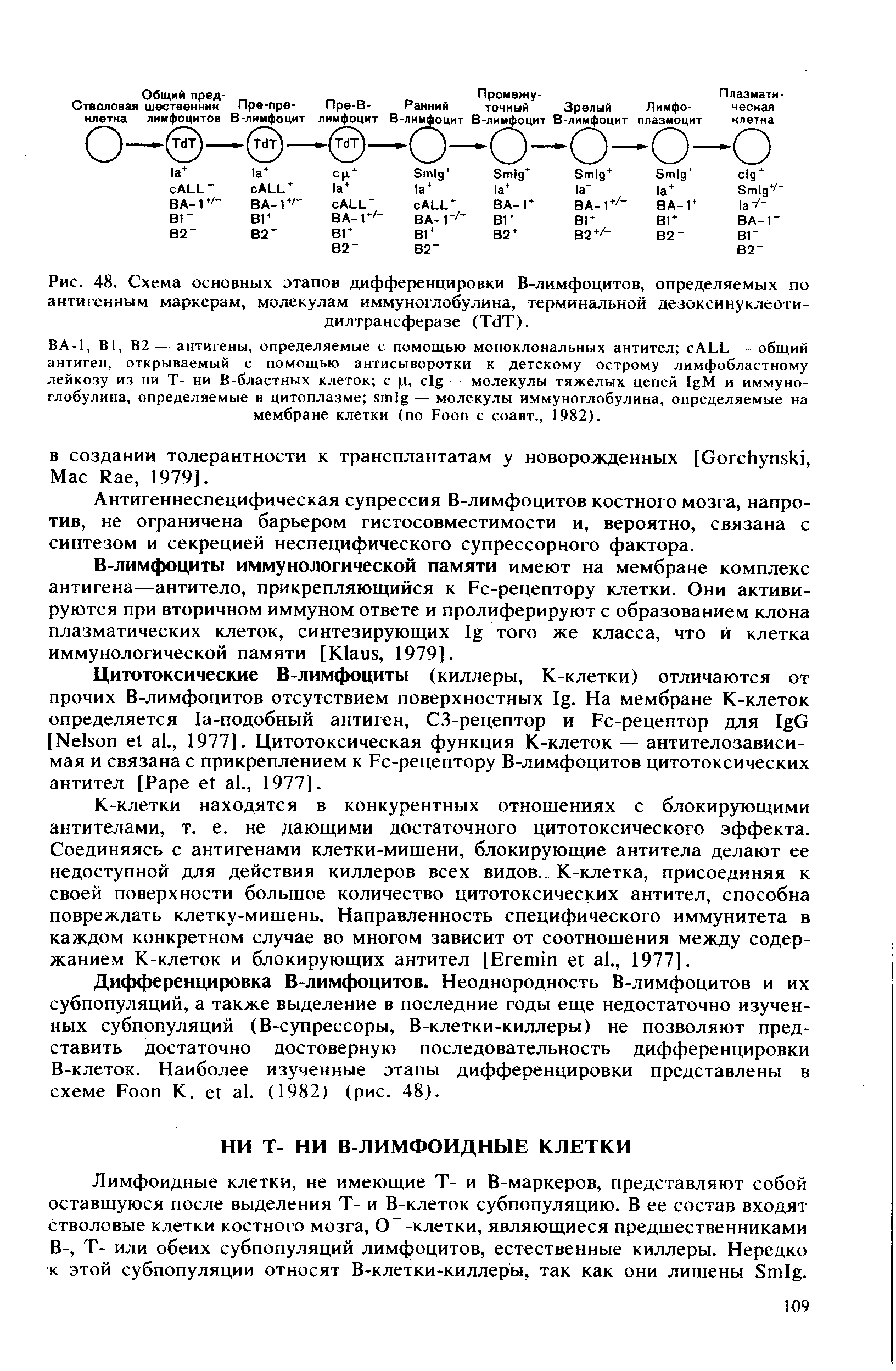 Рис. 48. Схема основных этапов дифференцировки В-лимфоцитов, определяемых по антигенным маркерам, молекулам иммуноглобулина, терминальной дезоксинуклеоти-дилтрансферазе (T T).