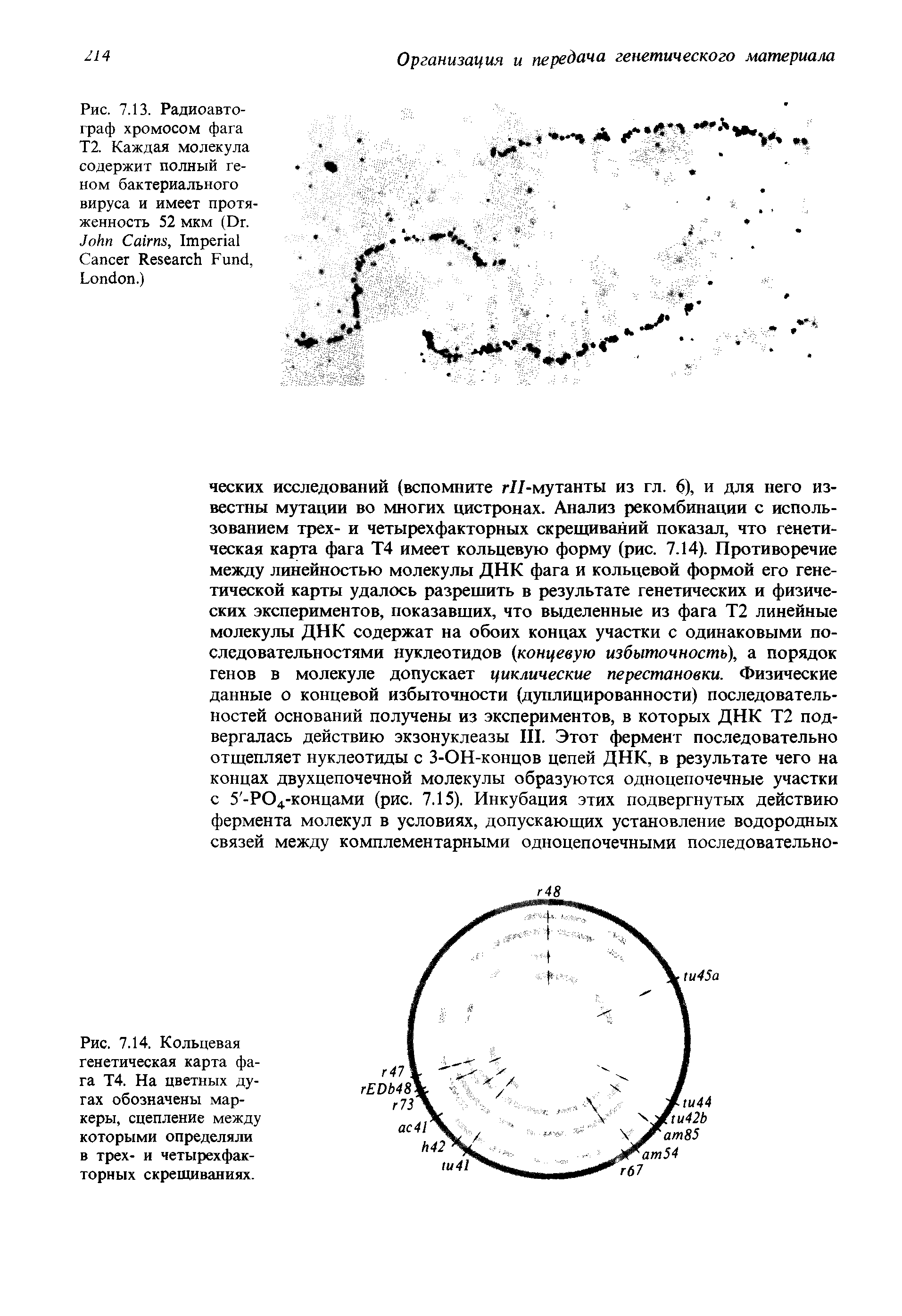 Рис. 7.14. Кольцевая генетическая карта фага Т4. На цветных дугах обозначены маркеры, сцепление между которыми определяли в трех- и четырехфакторных скрещиваниях.