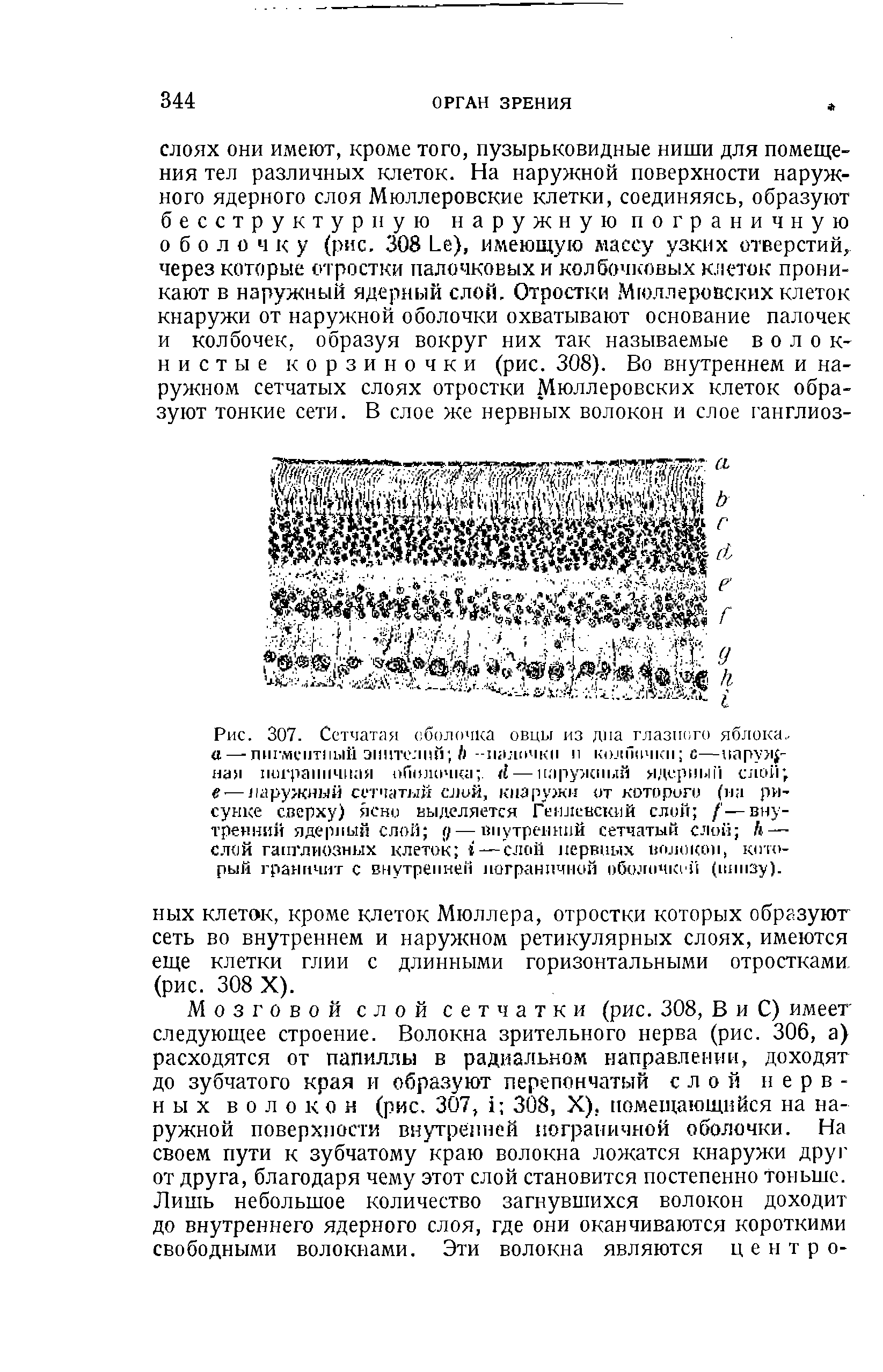 Рис. 307. Сетчатая ( белочка овцы из дна глазного яблока,. а — пигментный эпителий Ь палочки н кол Почки с—наружная пограничная оболочка <( — наружный ядерный слой е-—наружный сетчатый слой, кнаружи от которого (на рисунке сверху) ясно выделяется Геилевский слой / —внутренний ядерный слой у— внутренний сетчатый слой Л — слой ганглиозных клеток ( — слой нервных волокон, который граничит с внутренней пограничной оболочкой (внизу).