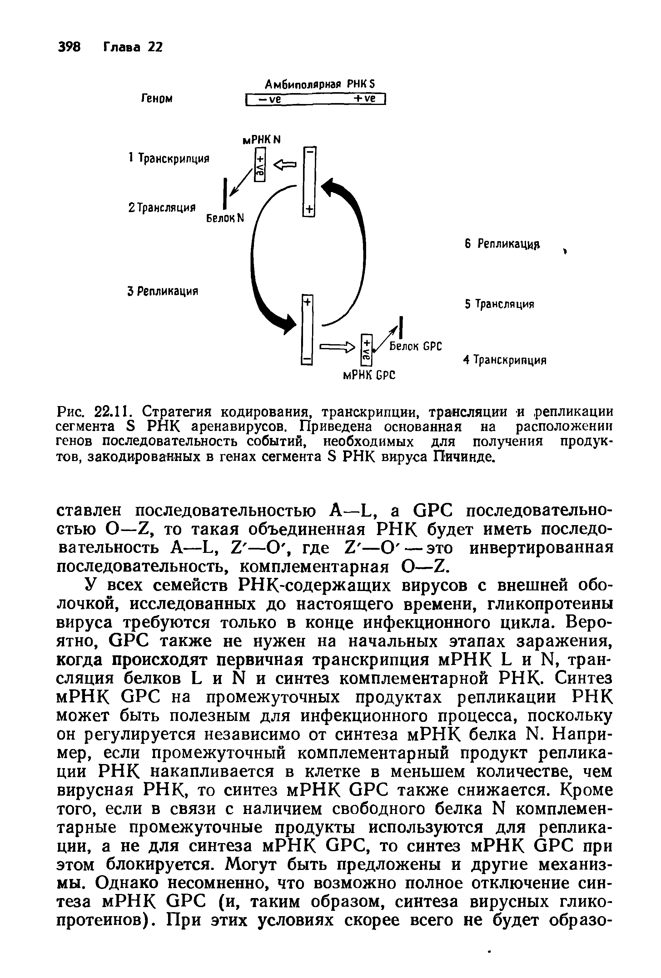 Рис. 22.11. Стратегия кодирования, транскрипции, трансляции и репликации сегмента Б РНК аренавирусов. Приведена основанная на расположении генов последовательность событий, необходимых для получения продуктов, закодированных в генах сегмента Б РНК вируса Пичинде.