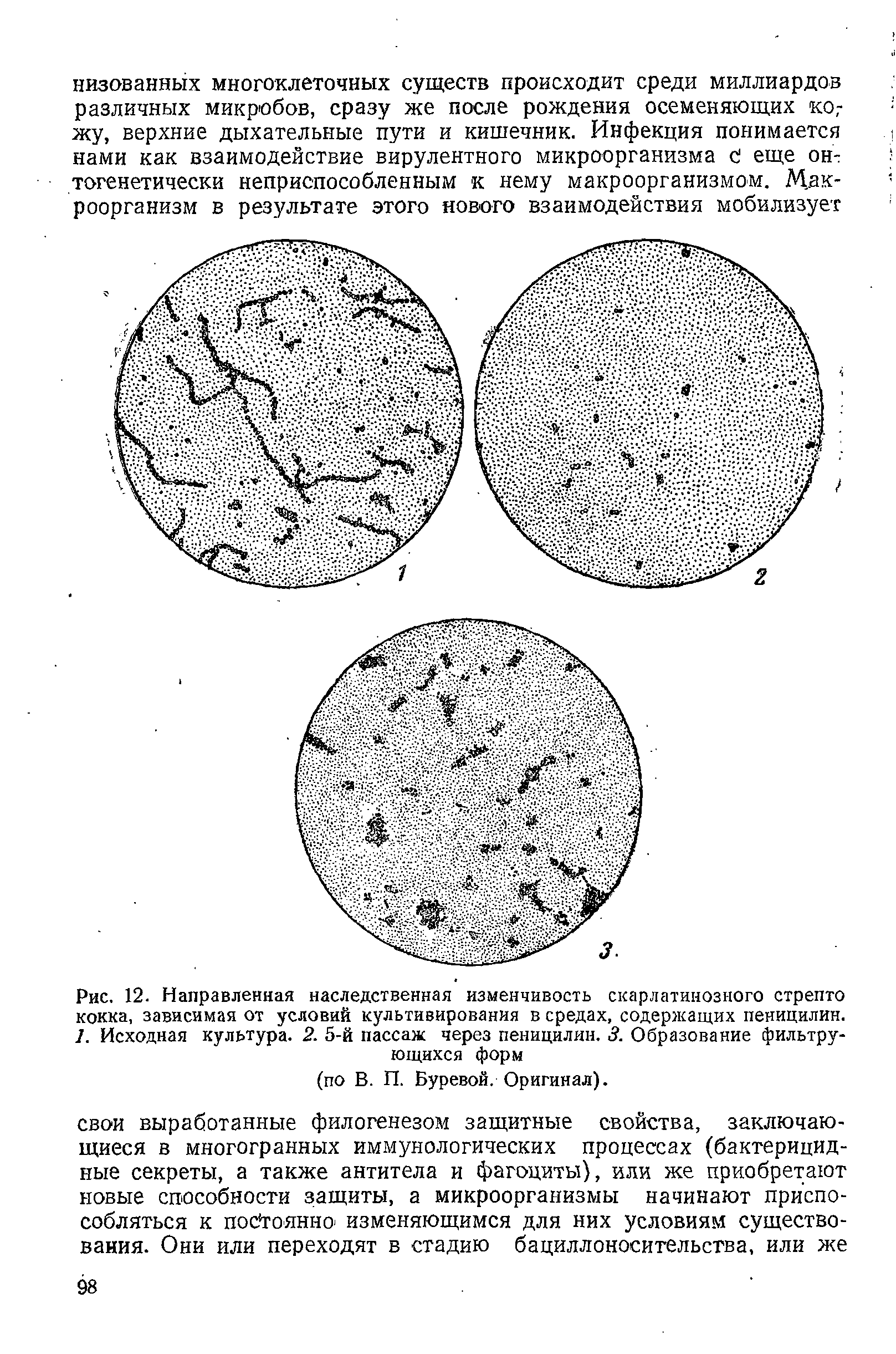 Рис. 12. Направленная наследственная изменчивость скарлатинозного стрепто кокка, зависимая от условий культивирования в средах, содержащих пеницилин. 1. Исходная культура. 2. 5-й пассаж через пеницилин. 3. Образование фильтрующихся форм...