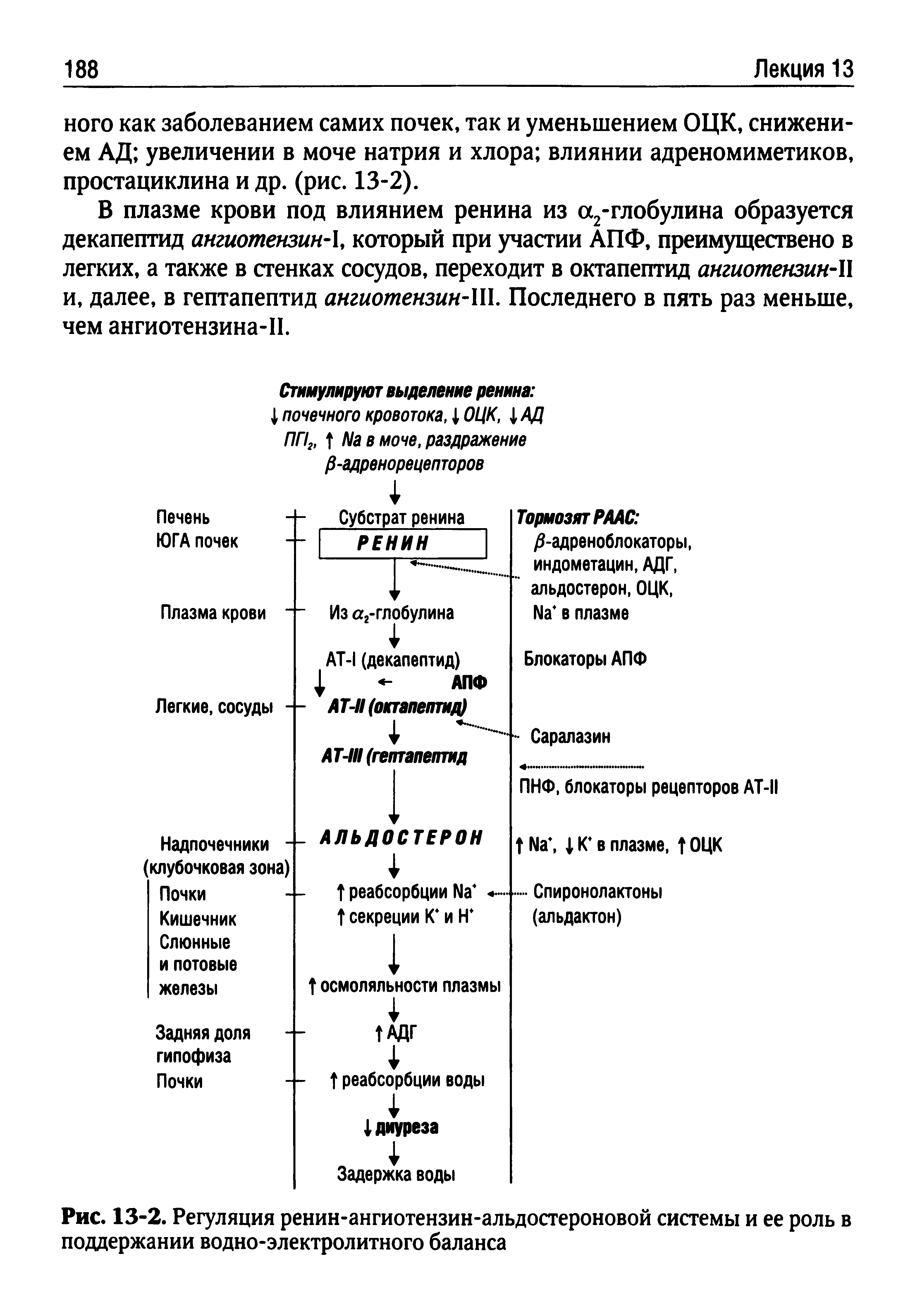Рис. 13-2. Регуляция ренин-ангиотензин-альдостероновой системы и ее роль в поддержании водно-электролитного баланса...