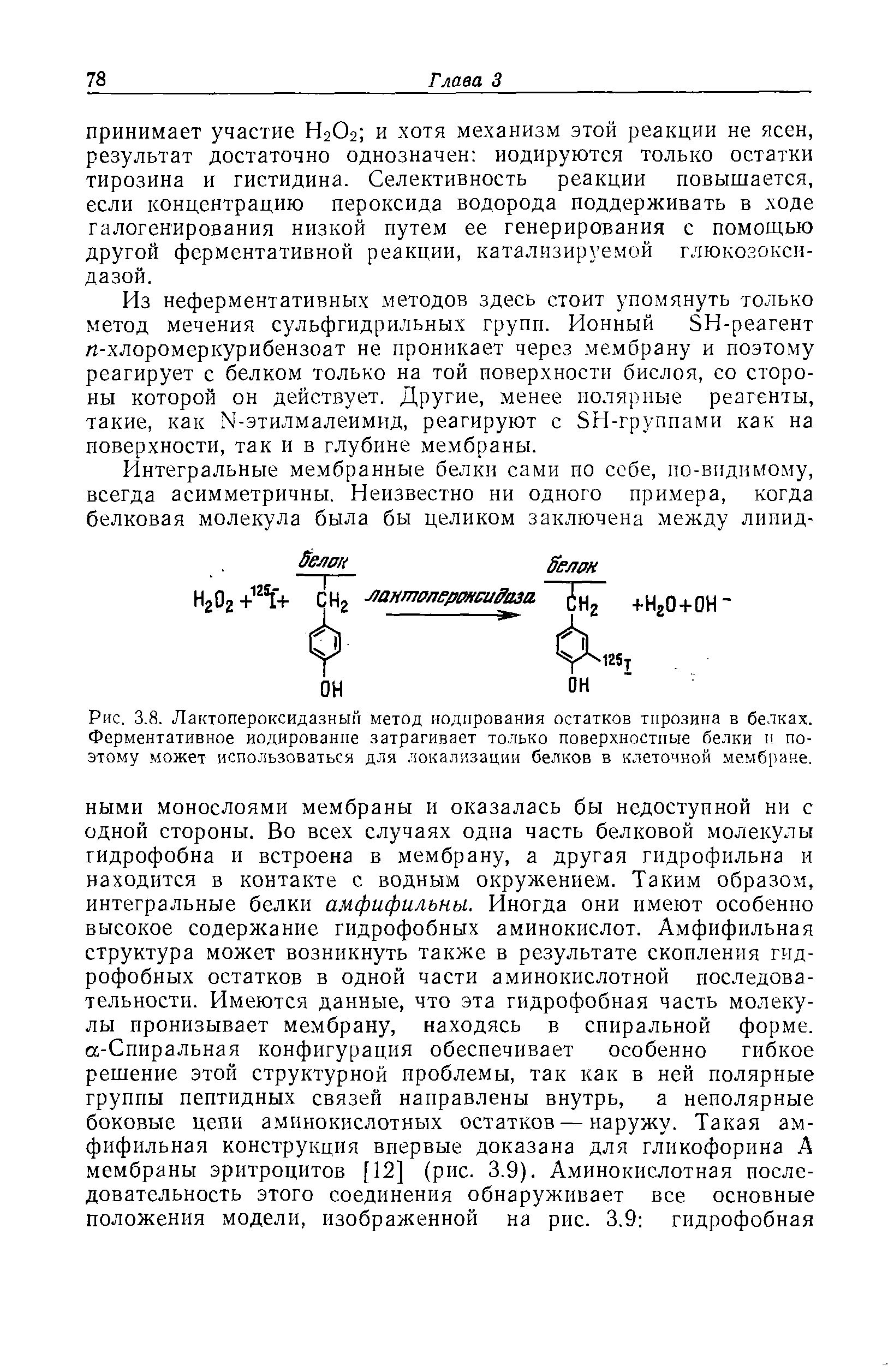 Рис. 3.8. Лактопероксидазньш метод иодирования остатков тирозина в белках. Ферментативное иодирование затрагивает только поверхностные белки и поэтому может использоваться для локализации белков в клеточной мембране.