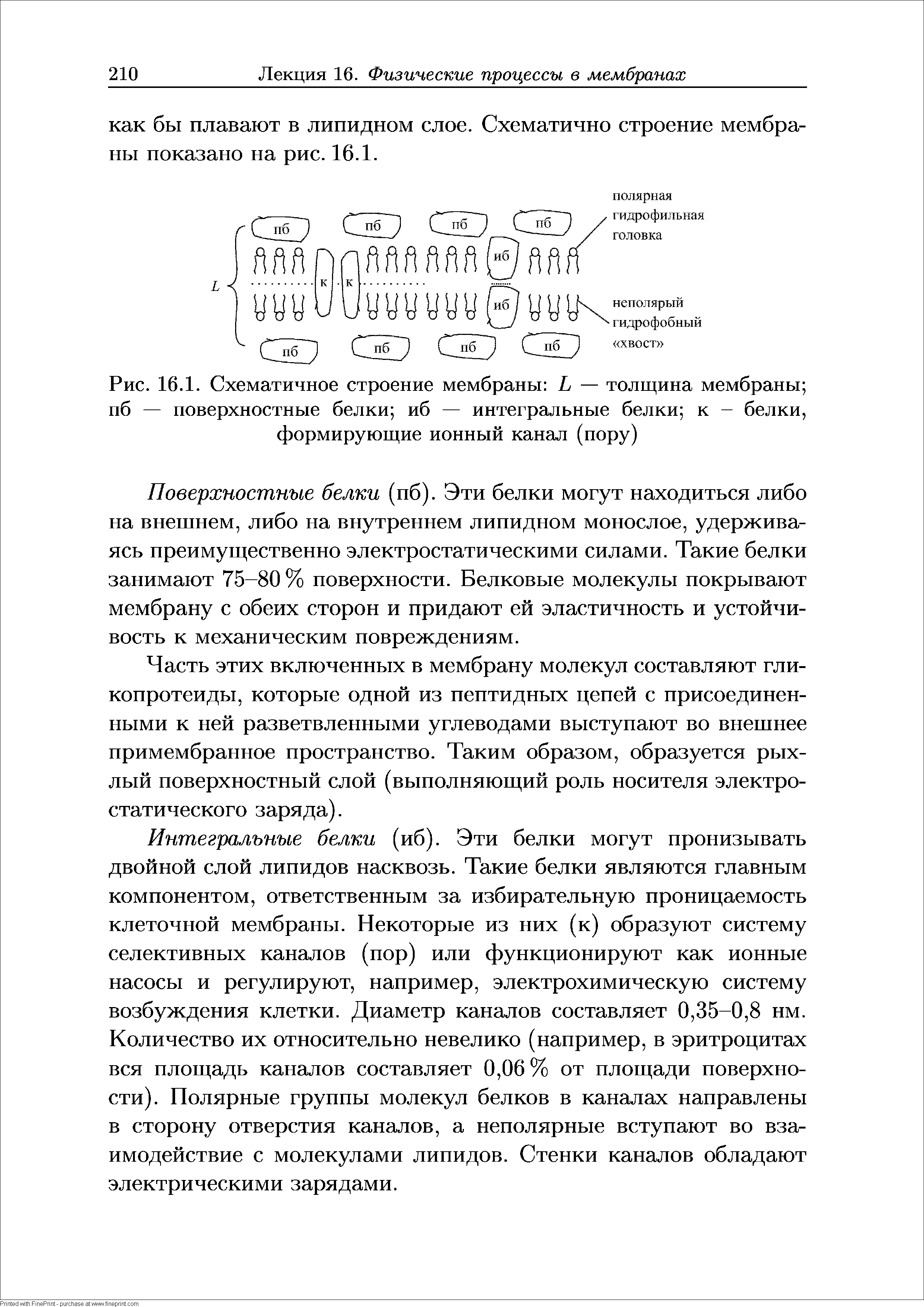 Рис. 16.1. Схематичное строение мембраны — толщина мембраны пб — поверхностные белки иб — интегральные белки к — белки, формирующие ионный канал (пору)...