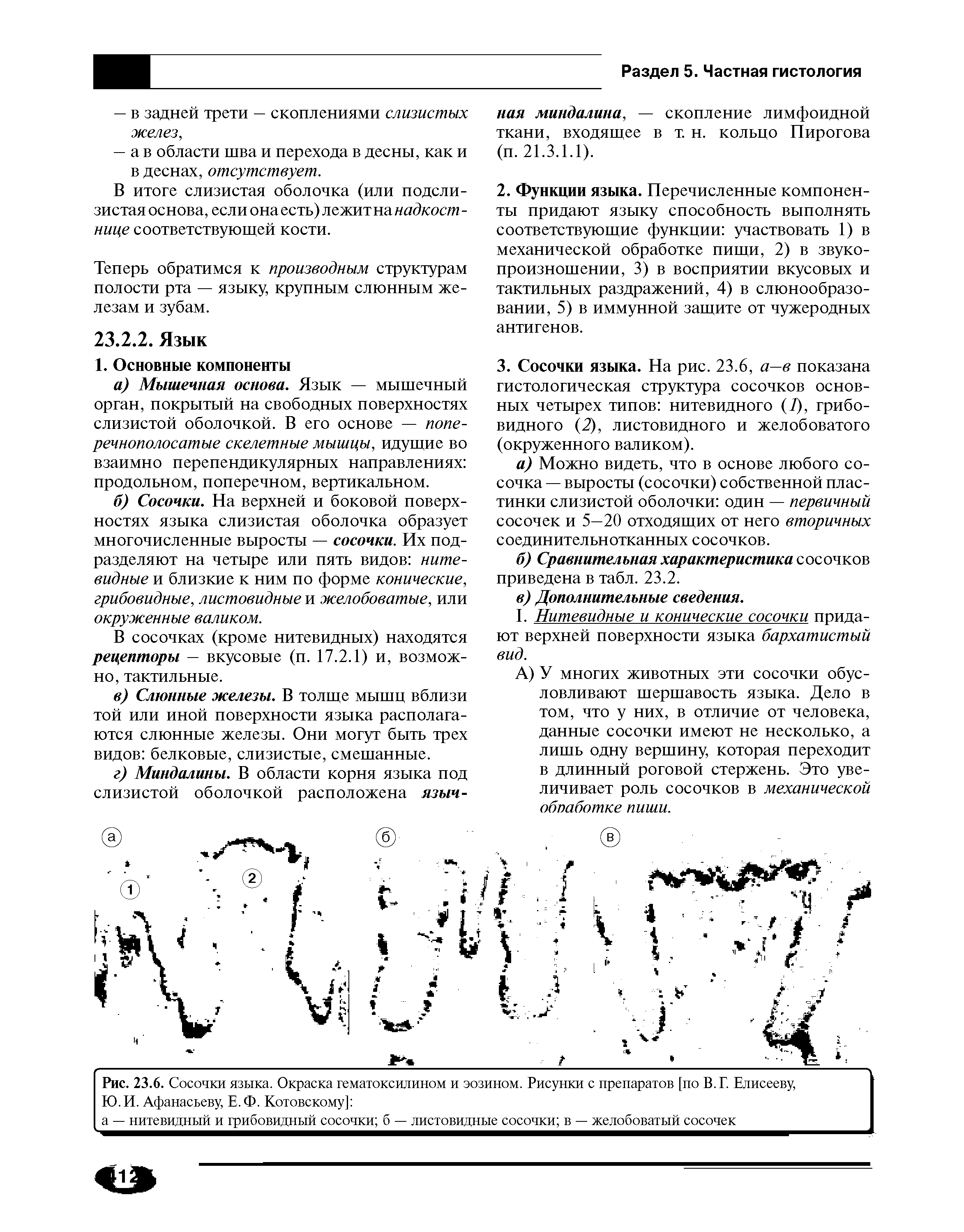 Рис. 23.6. Сосочки языка. Окраска гематоксилином и эозином. Рисунки с препаратов [по В. Г. Елисееву, Ю.И. Афанасьеву, Е.Ф. Котовскому] ...